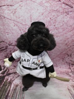 トイプードルのむくくん♪ 桜背景で侍ジャパン応援フォト！
こんにちは！ 有限会社A HAPPY DOG LIFEです。本日も可愛いわんちゃんがトリミングに来てくれました♪

■ むくくん、オゾンシャワー＆薬用シャンプーでさっぱりケア

本日はトイプードルのむくくんがご来店くださいました✨

まずはオゾンシャワーと薬用シャンプーでしっかり洗浄＆スキンケア。皮膚・被毛をやさしく整えながら、さっぱりきれいに仕上げました。

カットは、ボディはバリカン10ミリで短すぎないようにすっきりと、足元は足バリをして四肢を筒状シルエットに。お顔は口まわりにボリュームを残したマスタッシュスタイルで、大きな黒いおめめとちいさな黒いお鼻がよく見えるように整えました。お耳は丸くカットして、むくくんならではの可愛らしい表情を引き立てています♪

■ 侍ジャパン風ユニフォームで「頑張れ日本！」応援フォト📸

トリミング後は、お楽しみの記念撮影タイム♪

本日はWBC 日本vs韓国戦が行われることもあり、むくくんには白地に「JAPAN」のロゴが入った侍ジャパン風ユニフォームを着てもらいました。

片手にはボール、もう片方にはバットを持ったポーズで、ピンクの桜の枝が描かれた桜モチーフ背景の前にちょこんと立つむくくん。きりっとした立ち姿と、少し首をかしげた表情がとってもキュートな、野球日本代表応援フォトになりました⚾

当サロンでは、オプションをご利用いただいたお客様に、帽子やコスチュームを使った特別フォトをお撮りしています。季節やイベントに合わせてコーディネートいたしますので、ぜひお気軽にご相談ください♪

■ わんちゃんに優しいトリミング＆毎月変わる無料フォト

当サロンでは、わんちゃん一頭一頭にしっかり時間をかけ、負担の少ないやさしいトリミングを心がけています。トリマーにも無理のない頭数調整を行い、落ち着いた環境のなかでトリミングを行うことで、わんちゃんがリラックスして過ごせるよう配慮しています。

トリミング後には、毎月変わる背景セットで記念撮影を実施しています。季節に合わせた背景に、首飾り・リボン・蝶ネクタイ・帽子・洋服など、わんちゃんの可愛さを引き立てるアイテムを多数ご用意。被り物・洋服は約300着の中から、その子の雰囲気や毛色に合わせてお選びいただけます。

撮影したお写真のデータは無料でお渡ししていますので、ご家族での記念や季節のごあいさつ用のお写真として、ぜひご活用ください。

■ むくくんの料金目安（トイプードル 5.5kg未満想定）

シャンプーコース：4,980円（税込）
シャンプーカットコース：5,980円（税込）
トリミングコース：45日以内 7,980円（税込）／46～52日 8,420円（税込）／53～59日 8,860円（税込）／60日以上 9,300円（税込）
※オゾンシャワー・薬用シャンプーなどのオプション料金は別途かかる場合があります ※犬の体格・毛量・月齢・オプション内容により、所要時間・料金は変わる場合があります ※トリミングコースは前回のトリミングからの日数により料金が変動します。45日以内のご利用がお得です

========================
🐾トリマーブログはこちらから🐾
https://doging.com/category/trimmer/
========================

有限会社A HAPPY DOG LIFE

#トイプードル #トリミングサロン #犬のいる暮らし #ペットフォト #鎌ケ谷