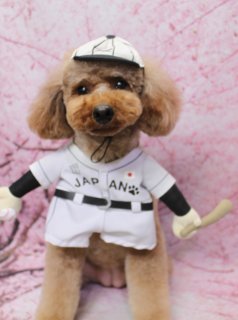 トイプードルのちーちゃん♪ 侍ジャパン風ユニフォーム＆桜背景フォト！
こんにちは！ 有限会社A HAPPY DOG LIFEです。本日も可愛いわんちゃんがトリミングに来てくれました♪

■ ちーちゃん、オゾンシャワー＆自然流シャンプーですっきりトリミング

本日はトイプードルのちーちゃんがご来店してくれました✨

まずはオゾンシャワーと自然流シャンプーで、皮膚・被毛にやさしくすっきり全身をケア。トリミングは、体はバリカンで10ミリ、四肢はふんわりとした筒状シルエットに整えました。お顔は、黒くまんまるなおめめとちいさな黒いお鼻がよく見えるように輪郭を整えて、ころんと可愛いまんまるフェイススタイルに仕上げています。

■ 侍ジャパン風ユニフォーム＆帽子で「頑張れ日本！」応援フォト📸

トリミング後は、お楽しみの記念撮影タイム♪

ちーちゃんには、白地に黒いライン、胸元に「JAPAN」と国旗モチーフが入った侍ジャパン風ユニフォームとキャップをコーディネートしました。左手にはボール、右手にはバットを持ったポーズで、まるで頼もしい選手のような姿に♪

背景には、淡いピンクの桜が一面に描かれた桜モチーフ背景をセレクト。ユニフォームのホワイトと、ちーちゃんのブラウンの被毛、桜色の背景が相性ぴったりで、春らしさと応援ムードたっぷりの一枚になりました。

本日はWBC日本vs韓国戦の日ということもあり、スタッフ一同「頑張れ日本‼‼」の気持ちを込めて撮影させていただきました。

■ オプションご利用のわんちゃんには帽子フォトをプレゼント♪

当サロンでは、対象のオプションをご利用いただいたわんちゃんに、帽子をかぶった記念撮影を行っています。

季節やイベントに合わせた帽子やアクセサリーをご用意しており、その子の雰囲気や毛色に合わせてコーディネート。撮影したお写真はデータで無料でお渡ししていますので、ご家族での記念や季節のごあいさつ用にぜひご活用ください。

■ ちーちゃんの料金目安（トイプードル 5.5kg未満想定）

シャンプーコース：4,980円（税込）
シャンプーカットコース：5,980円（税込）
トリミングコース：45日以内 7,980円（税込）／46～52日 8,420円（税込）／53～59日 8,860円（税込）／60日以上 9,300円（税込）
※犬の体格・毛量・月齢・オプション内容により、所要時間・料金は変わる場合があります ※トリミングコースは前回のトリミングからの日数により料金が変動します。45日以内のご利用がお得です

========================
🐾トリマーブログはこちらから🐾
https://doging.com/category/trimmer/
========================

有限会社A HAPPY DOG LIFE

#トイプードル #トリミングサロン #犬のいる暮らし #ペットフォト #鎌ケ谷