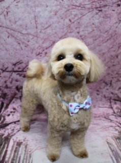 ミックス犬のウィルくん♪ 桜背景で水色リボンフォト！
こんにちは！ 有限会社A HAPPY DOG LIFEです。本日も可愛いわんちゃんがトリミングに来てくれました♪

■ ウィルくん、すっきりベアカット＆水色リボンでおめかし

本日はミックス犬のウィルくんがトリミングに来てくれました✨

全身は、日常のお手入れがしやすいように体8ミリでカットし、四肢は細めの筒状シルエットに整えました。足先は短めにカットしているので、お散歩後のお手入れもしやすいスタイルです。

お顔は口まわりをコンパクトに整えたすっきりベアカットで、おめめとお鼻がよく見える可愛らしい印象に。お耳は長さをそろえて、ふんわり揃えカットにしています。首元には、水色地にピンクのドット柄が入った蝶ネクタイ風リボンをコーディネートし、ウィルくんの明るいブラウンの被毛に映える、おめかしスタイルになりました。

■ 桜モチーフ背景で春色スタンドポーズ記念フォト📸

トリミングのあとは、お楽しみの記念撮影タイム♪

背景には、淡いピンクとパープルのグラデーションに、桜の枝と花びらが描かれた桜モチーフ背景をセレクトしました。ふんわり広がる桜模様が、ウィルくんのブラウンの被毛と水色リボンをやさしく引き立ててくれます。

ウィルくんは前を向いてきりっと立ちポーズでカメラを見つめてくれました。すっきりベアカットのお顔と、細めの筒状の足まわり、春色の桜背景の組み合わせで、季節のごあいさつにも使いやすい、とっておきの一枚になりました💕

■ わんちゃんに優しいトリミング＆毎月変わる無料フォト

当サロンでは、わんちゃん一頭一頭にしっかり時間をかけ、負担の少ない丁寧な施術を心がけています。トリマーにも無理のない頭数調整を行い、落ち着いた環境のなかでトリミングを行うことで、わんちゃんがリラックスして過ごせるよう配慮しています。

トリミング後には、毎月変わる背景セットで記念撮影♪ 季節に合わせた背景に、首飾りやリボン、蝶ネクタイ、帽子、洋服など、わんちゃんの可愛さを引き立てるアイテムを多数ご用意しています。

被り物・洋服は約300着の中から、その子の雰囲気や毛色に合わせてお選びいただけます。撮影したお写真のデータは無料でお渡ししていますので、ご家族での記念や季節のごあいさつ用のお写真として、ぜひご活用ください。

■ ウィルくんの料金目安（プードル系MIX・5.5kg未満想定）

シャンプーコース：4,980円（税込）
シャンプーカットコース：5,980円（税込）
トリミングコース：45日以内 7,980円（税込）／46～52日 8,420円（税込）／53～59日 8,860円（税込）／60日以上 9,300円（税込）
※犬の体格・毛量・月齢・オプション内容により、所要時間・料金は変わる場合があります ※トリミングコースは前回のトリミングからの日数により料金が変動します。45日以内のご利用がお得です

========================
🐾トリマーブログはこちらから🐾
https://doging.com/category/trimmer/
========================

有限会社A HAPPY DOG LIFE

#ミックス犬 #トリミングサロン #犬のいる暮らし #ペットフォト #鎌ケ谷