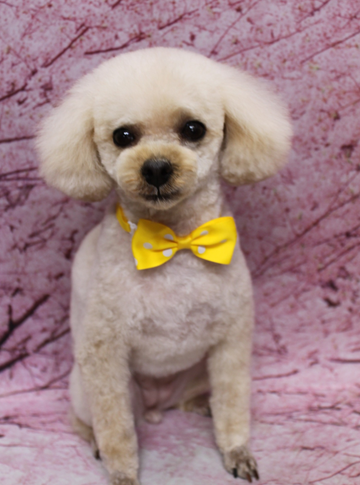 トイプードルのもなかちゃん♪ 桜背景で春色ドットリボンフォト！
こんにちは！ 有限会社A HAPPY DOG LIFEです。本日も可愛いわんちゃんがトリミングに来てくれました♪

■ もなかちゃん、すっきりボディ＆イエロードットリボンでおめかし

本日はトイプードルのもなかちゃんがトリミングに来てくれました✨

体はバリカン5ミリでスッキリと、四肢も細めに整えてお手入れしやすいスタイルに仕上げました。足先はお手入れがしやすく清潔を保ちやすいように足バリをしています。

お顔まわりは、お口周りを短くカットして、頭とお耳を自然につなげたスタイルに。お耳は短く丸く整え、黒くまんまるなおめめとちいさな黒いお鼻がよく見えるまんまるフェイスに仕上がりました。しっぽは根元を細く、先をまるく残したポンポンスタイルで、後ろ姿もとってもキュートです♪

首元には、白いドット柄が入ったイエローの蝶ネクタイをコーディネート。クリーム色の被毛との相性も良く、春らしい明るいおめかしスタイルになりました。

■ 桜モチーフ背景で春爛漫の記念フォト📸

トリミングのあとは、お楽しみの記念撮影タイム♪

背景には、淡いピンクの桜の花が一面に描かれた桜モチーフ背景をセレクトしました。ふんわりと広がる桜模様と白い床のコントラストが、もなかちゃんのクリームカラーの被毛とイエロードットのリボンを優しく引き立ててくれます。

もなかちゃんは前足をそろえてちょこんとおすわりし、カメラの方をまっすぐ見つめてくれました。まんまるフェイスとポンポンしっぽ、春色リボンと桜背景の組み合わせで、春のごあいさつにも使いやすい、とっておきの一枚になりました💕

■ わんちゃんに優しいトリミング＆毎月変わる無料フォト

当サロンでは、わんちゃん一頭一頭にしっかり時間をかけ、負担の少ない丁寧な施術を心がけています。トリマーにも無理のない頭数調整を行い、落ち着いた環境のなかでトリミングを行うことで、わんちゃんがリラックスして過ごせるよう配慮しています。

トリミング後には、毎月変わる背景セットで記念撮影♪ 季節に合わせた背景に、首飾りやリボン、蝶ネクタイ、帽子、洋服など、わんちゃんの可愛さを引き立てるアイテムを多数ご用意しています。

被り物・洋服は約300着の中から、その子の雰囲気や毛色に合わせてお選びいただけます。撮影したお写真のデータは無料でお渡ししていますので、ご家族での記念や季節のごあいさつ用のお写真として、ぜひご活用ください。

■ もなかちゃんの料金目安（トイプードル 5.5kg未満想定）

シャンプーコース：4,980円（税込）
シャンプーカットコース：5,980円（税込）
トリミングコース：45日以内 7,980円（税込）／46～52日 8,420円（税込）／53～59日 8,860円（税込）／60日以上 9,300円（税込）
※犬の体格・毛量・月齢・オプション内容により、所要時間・料金は変わる場合があります ※トリミングコースは前回のトリミングからの日数により料金が変動します。45日以内のご利用がお得です

========================
🐾トリマーブログはこちらから🐾
https://doging.com/category/trimmer/
========================

有限会社A HAPPY DOG LIFE

#トイプードル #トリミングサロン #鎌ケ谷トリミング #犬のいる暮らし #ペットフォト