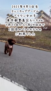 東京都豊島区のティーカッププードルもにちゃん、
ペットホテル1月21日から1月24日まで3泊4日で2回目のお預かりでした。飼い主さんの時よりよく歩くそうです。笑

基本ペットホテルは子犬をお渡しした方か、定期的にトリミングをご利用頂いているお客様の犬しかお預かりしていません。
晴天時は朝夕のお散歩写真・動画をLINEで飼い主さんに送っています。

#ペットホテル
#ペットホテルお散歩
#ティーカッププードルもに

#イニシャルDの一族
#語彙ウェブデザイナー