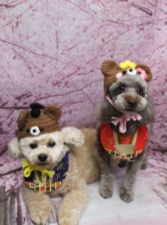 トイプードルの太輔くん＆陽葵ちゃん♪ 桜背景で春色テディ帽子ツーショットフォト！
こんにちは！ 有限会社A HAPPY DOG LIFEです。本日も可愛いわんちゃんたちがトリミングに来てくれました♪

■ 太輔くん＆陽葵ちゃん、ベアカット＆スペシャルケアでふんわりおめかし

本日はトイプードルの太輔くん＆陽葵ちゃんがトリミングに来てくれました✨

2頭ともシャンプーカットコースをご利用いただき、お顔はそれぞれ黒くまんまるなおめめと、ちいさな黒いお鼻がよく見えるベアカットスタイルに。全身は日常のお手入れがしやすいように、丸みのあるシルエットを意識してふんわりと整えました。

太輔くんは、ハーブ歯磨きとファーメイクカシミヤタッチシャンプー＆トリートメントをプラス。やわらかなアプリコットカラーの被毛に、しっとりサラふわな質感とツヤが加わり、触り心地もワンランクアップしました。

陽葵ちゃんは、ハーブ歯磨きと薬用シャンプーをプラスしてケア。皮膚・被毛のコンディションに配慮しながら洗い上げ、ブラウンの被毛がよりすっきりと清潔感のある仕上がりになりました。

■ 桜モチーフ背景で春色テディ帽子ツーショット記念フォト📸

トリミングのあとは、お楽しみの記念撮影タイム♪

撮影ブースには、細かな枝ぶりまで描かれた淡いピンク色の桜モチーフ背景をセレクトしました。背景いっぱいに桜の花が咲き誇り、足元には明るいピンクのクロスを敷いた、春爛漫のセットです。

太輔くんは、テディベア風の耳が付いた手編みのクマさん帽子をかぶり、首元には青地に金色模様のスタイに黄色のリボンをオン。横になったリラックスポーズで、くまさんとわんちゃんが一体化したような、ほっこりキュートなスタイルです。

陽葵ちゃんは、同じくテディベアモチーフの帽子に、ピンクのお花や黄色のポンポンが飾られたデザインをチョイス。首元には、赤地に金色の扇子模様と幾何学柄が入ったスタイを合わせ、ピンクのひもでキュッと結んだ和テイストコーデに仕上げました。2頭並んだツーショットは、春のごあいさつにも使いやすい、とっておきの一枚になりました💕

■ オプションを選んだ子限定♪ 帽子付きスペシャルフォト

当サロンでは、トリミングの際にオプションメニューをお選びいただいたわんちゃんに、今回の太輔くん＆陽葵ちゃんのような帽子やかぶり物を使った記念撮影を行っています。

通常の首飾りやチャームだけでなく、季節に合わせた帽子・かぶり物・洋服なども多数ご用意。桜の季節には桜背景とあわせて、春らしいコーディネートで撮影をお楽しみいただけます。

撮影したお写真は、データで無料でお渡ししていますので、ご家族への共有や、年賀状・季節のごあいさつにぜひご活用ください。

■ わんちゃんに優しいトリミング＆毎月変わる無料フォト

当サロンでは、わんちゃん一頭一頭にしっかり時間をかけ、負担の少ない丁寧な施術を心がけています。トリマーにも無理のない頭数調整を行い、落ち着いた環境のなかでトリミングを行うことで、わんちゃんがリラックスして過ごせるよう配慮しています。

トリミング後には、毎月変わる背景セットで記念撮影を実施中です。季節に合わせた背景に、首飾りやリボン、蝶ネクタイ、帽子、洋服など、わんちゃんの可愛さを引き立てるアイテムを多数ご用意。被り物・洋服は約300着の中から、その子の雰囲気や毛色に合わせてお選びいただけます。

撮影したお写真のデータは無料でお渡ししていますので、ご家族での記念や季節のごあいさつ用のお写真として、ぜひご活用ください。

【有限会社A HAPPY DOG LIFE】
住所：千葉県鎌ケ谷市西道野辺8-18
営業時間：9:00～17:30
定休日：不定休（事前予約・問い合わせ推奨）
駐車場：あり（事前確認推奨）
支払方法：記載なし
安心・丁寧なトリミングと、毎月変わる背景での記念写真サービス、子犬販売・ペットホテルも行っています。

#ahappydoglife #鎌ケ谷トリミング #トイプードル #ミックス犬 #ドッグフォト