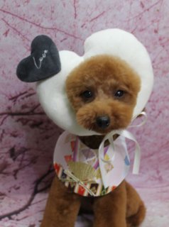 トイプードルのルネくん♪ 和風＆忍者コーデで桜背景スリーショットフォト！
こんにちは！ 有限会社A HAPPY DOG LIFEです。本日も可愛いわんちゃんがトリミングに来てくれました♪

■ ルネくん、ベアカット＆オプションケアでふんわり仕上げ

本日はトイプードルのルネくんがトリミングに来てくれました✨

トリミング前には、オプションで歯磨きと、皮膚・被毛にやさしい自然流シャンプーをご利用いただきました。お口のケアとやわらかな洗い上がりのシャンプーで、全身すっきりリフレッシュです。

カットは、ボディを8ミリで短く整え、四肢はまっすぐ筒状に仕上げました。日常のお手入れがしやすく、足元もスッキリ見えるスタイルです。お顔は、黒くまんまるなおめめと、ちいさな黒いお鼻がよく見えるベアカットスタイルに♪ 今後は、頭とお耳の毛を少しずつつなげていき、ふんわりとしたシルエットに育てていく予定です。

■ 和風＆忍者コーデで桜背景スリーショット📸

トリミング後は、お楽しみの記念撮影タイム♪

今回は、桜の花びらが一面に描かれた桜モチーフ背景の前で、3パターンのおめかしスリーショットを撮影しました。

1枚目は、頭に大きなホワイトのハート型クッションをちょこんとのせたコーデ。黒いハートに「Love」の刺しゅうが入った飾りと、和風の扇子モチーフスタイを合わせた、ちょっぴり和テイストなラブリーショットです。

2枚目は、侍を意識した和風コーデ。赤地に白い渦巻き模様の着物をまとい、少し首をかしげたポーズで、元気でおちゃめな表情を見せてくれました。

3枚目は、黒い帽子に白文字で「忍」と入った忍者スタイル。黒の忍者服にグレーの袖、手には手裏剣風の小物を持って、きりっとした忍者ルックに変身です♪

桜背景と和風＆忍者コーデの組み合わせで、季節のごあいさつにも使いやすい、とっておきのスリーショットになりました💕

■ わんちゃんに優しいトリミング＆帽子フォトオプション

当サロンでは、わんちゃん一頭一頭にしっかり時間をかけ、負担の少ない丁寧な施術を心がけています。トリマーにも無理のない頭数調整を行い、落ち着いた環境のなかでトリミングを行うことで、わんちゃんがリラックスして過ごせるよう配慮しています。

トリミング後には、毎月変わる背景セットで記念撮影を実施中です。季節に合わせた背景に、首飾りやリボン、蝶ネクタイ、帽子、洋服など、わんちゃんの可愛さを引き立てるアイテムを多数ご用意。オプションをお選びいただいた子には、帽子をかぶった特別フォトもお撮りしています。

被り物・洋服は約300着の中から、その子の雰囲気や毛色に合わせてお選びいただけます。撮影したお写真のデータは無料でお渡ししていますので、ご家族での記念や季節のごあいさつ用のお写真として、ぜひご活用ください。

■ ルネくんの料金目安（トイプードル 5.5kg未満想定）

シャンプーコース：4,980円（税込）
シャンプーカットコース：5,980円（税込）
トリミングコース：45日以内 7,980円（税込）／46～52日 8,420円（税込）／53～59日 8,860円（税込）／60日以上 9,300円（税込）
※犬の体格・毛量・月齢・オプション内容により、所要時間・料金は変わる場合があります ※トリミングコースは前回のトリミングからの日数により料金が変動します。45日以内のご利用がお得です

========================
🐾トリマーブログはこちらから🐾
https://doging.com/category/trimmer/
========================

【有限会社A HAPPY DOG LIFE】
住所：千葉県鎌ケ谷市西道野辺8-18
営業時間：9:00～17:30
定休日：不定休（事前予約・問い合わせ推奨）
駐車場：あり（事前確認推奨）
支払方法：記載なし
安心・丁寧なトリミングと、背景が定期的に変わる記念写真サービス、子犬販売やペットホテルも行っています。

#AHAPPYDOGLIFE #鎌ケ谷トリミング #トイプードル #犬のいる暮らし #トリミングサロン