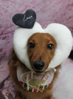 ミニチュアダックスのチョコくん♪ 桜背景で和装＆卒業コーデフォト！
こんにちは！ 有限会社A HAPPY DOG LIFEです。本日も可愛いわんちゃんがトリミングに来てくれました♪

■ チョコくん、ハーブパックセットですっきりケア

本日はミニチュアダックスのチョコくんがトリミングに来てくれました✨

今回はハーブパックセット（歯磨き＋パック＋温浴）をご利用いただき、皮膚と被毛をやさしくケアしながら、全身をきれいに整えました。トリミングでは、体のラインがすっきり見えるように、前胸以外の飾り毛をカット。尾は短めに、お耳は耳の形に沿って自然な長さでカットし、ミニチュアダックスらしいシルエットを残しつつ、お手入れしやすいスタイルに仕上げています。

■ 桜背景で和装＆卒業スタイルのコスチュームフォト📸

トリミングのあとは、お楽しみの記念撮影タイム♪

撮影ブースには、淡いピンク色の桜の花びらが一面に舞う桜モチーフ背景をセレクトしました。春らしいふんわりとした雰囲気の中で、チョコくんはさまざまなコーディネートで撮影しています。

ハート型クッションがポイントのラブリースタイル、ちょんまげ＆袴の殿様風コーデ、鉢巻きと刀を合わせた和風勇者スタイル、華やかな和柄の着物姿、シックな赤地の和装コーデ、そして赤い帽子とローブの卒業スタイルまで、バリエーション豊かな装いでカメラ目線のショットが撮れました♪ 桜背景と和装・卒業コーデの組み合わせで、春のごあいさつにも使いやすい、とっておきの記念フォトになりました💕

■ オプションご利用のわんちゃんには帽子フォトをプレゼント♪

当サロンでは、オプションメニューをお選びいただいたわんちゃんに、帽子を使った特別な記念写真をお撮りしています。卒業帽や季節の帽子など、その子の雰囲気に合わせたアイテムを組み合わせて、思い出に残る1枚をお届けします。

トリミング後の記念撮影は、毎月変わる背景セットと、首飾り・帽子・洋服など多数のアイテムからコーディネート。被り物・洋服は約300着ご用意しており、撮影したお写真のデータは無料でお渡ししています。ご家族での記念や季節のごあいさつ用のお写真として、ぜひご活用ください。

■ チョコくんの料金目安（ロングMダックス想定）

シャンプーコース：4,400円（税込）
シャンプーカットコース：5,400円（税込）
トリミングコース：一律 6,200円（税込）
※犬の体格・毛量・月齢・オプション内容により、所要時間・料金は変わる場合があります ※ロングMダックスのトリミングコースは、前回のトリミングからの日数にかかわらず同一料金です

========================
🐾トリマーブログはこちらから🐾
https://doging.com/category/trimmer/
========================

【有限会社A HAPPY DOG LIFE】
住所：千葉県鎌ケ谷市西道野辺8-18
営業時間：9:00～17:30
定休日：不定休（事前予約・問い合わせ推奨）
駐車場：あり（事前確認推奨）
支払方法：記載なし
安心・丁寧なトリミングと、毎月背景が変わる記念写真サービス、子犬販売・ペットホテルも行っています。

#ミニチュアダックス#トリミングサロン #鎌ケ谷 #犬のいる暮らし #ペットフォト