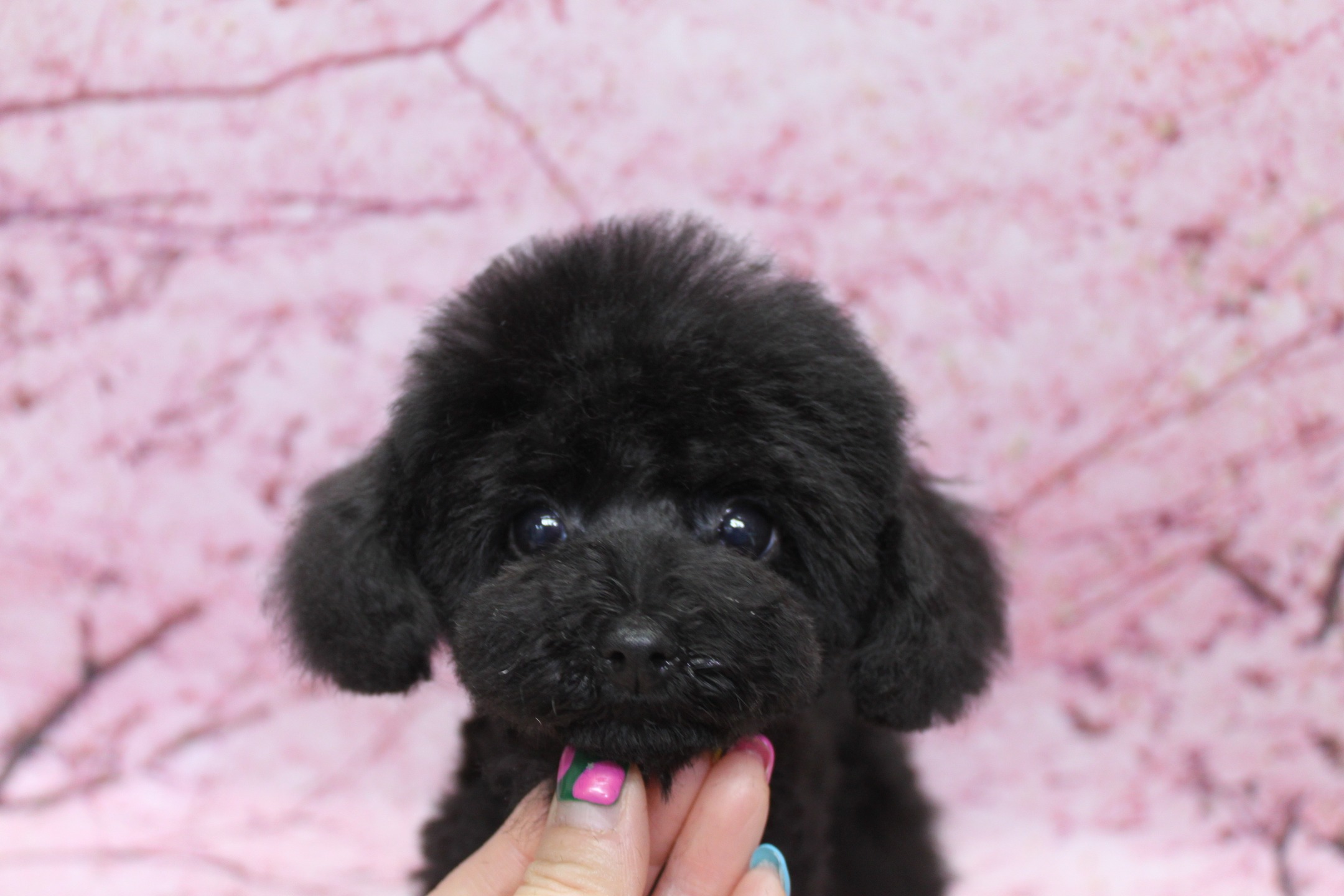 トイプードルの子犬♪ 桜背景で春色デビューフォト！
こんにちは！ 有限会社A HAPPY DOG LIFEです♪

■ 12/4生まれのブラックトイプードル子犬

本日は、12/4生まれのトイプードルの子犬（ブラック・女の子／赤ゴム）のトリミング✨

ふわふわのブラックの被毛は、これからの成長がますます楽しみな、やわらかな質感。まだあどけなさの残る小さなお顔には、黒くまんまるなおめめと、ちいさな黒いお鼻がきゅっと集まり、思わず見つめてしまう可愛さです♪

トリミングでは、子犬ちゃんのペースに合わせて様子を見ながら、これからのお手入れに慣れていけるよう、声をかけつつ優しく施術を行いました。はじめての体験も多い月齢ですが、とてもよく頑張ってくれました。

■ 桜色のふんわり背景で春のデビューフォト📸

トリミングのあとは、記念撮影タイム♪

背景には、淡いピンク色の桜モチーフ背景をセレクトしました。やさしい桜色と枝の模様がふんわり広がり、ブラックの被毛とのコントラストで、子犬ちゃんのつぶらな瞳がいっそう印象的に写ります。

まだ体も小さく、カメラにぐっと近づいたアップのお写真は、子犬期ならではの特別な一枚💕

■ 子犬ちゃんにも優しい、ゆったりトリミング

当サロンでは、わんちゃん一頭一頭にしっかり時間をかけ、負担の少ない丁寧な施術を大切にしています。特に子犬期は「サロン＝こわくない場所」という印象づくりがとても大切な時期です。

無理をせず、その子の様子を見ながら、できることから少しずつステップアップしていけるよう心がけています。初めてのトリミングやサロンデビューをご検討中の方も、ぜひお気軽にご相談ください。

■ 本日の子犬ちゃんの料金目安（トイプードル 5.5kg未満想定）

シャンプーコース：4,980円（税込）
シャンプーカットコース：5,980円（税込）
トリミングコース：45日以内 7,980円（税込）／46～52日 8,420円（税込）／53～59日 8,860円（税込）／60日以上 9,300円（税込）
※犬の体格・毛量・月齢・オプション内容により、所要時間・料金は変わる場合があります ※トリミングコースは前回のトリミングからの日数により料金が変動します。45日以内のご利用がお得です

========================
🐾トリマーブログはこちらから🐾
https://doging.com/category/trimmer/
========================

【有限会社A HAPPY DOG LIFE】
住所：千葉県鎌ケ谷市西道野辺8-18
営業時間：9:00～17:30
定休日：不定休（事前予約・問い合わせ推奨）
駐車場：あり（事前確認推奨）
支払方法：記載なし
安心・丁寧なトリミングと、毎月背景が変わる記念写真サービス、子犬販売・ペットホテルも行っています。

#トイプードル #トリミングサロン #鎌ケ谷 #犬のいる暮らし #ペットフォト