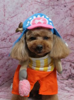 トイプードルの五エ門くん♪ 桜背景で春色プードルチャーム＆チョッパー帽子フォト！
こんにちは！ 有限会社A HAPPY DOG LIFEです。本日も可愛いわんちゃんがトリミングに来てくれました♪

■ 五エ門くん、ファーメイクシャンプー＆トリートメントですっきりふわふわ

本日はトイプードルの五エ門くんがトリミングに来てくれました✨

本日は被毛の質感をよりふんわりと整えてくれるファーメイクシャンプー＆トリートメントを使用しました。やわらかなブラウンの被毛を生かしつつ、ボディは8ミリのバリカンで全体をすっきりとカット。足は足首に丸いポイントを残したマイアミスタイルで軽やかなシルエットに仕上げています。

お顔は黒くまんまるなおめめと、ちいさな黒いお鼻がよく見えるベアカットスタイルに。お耳は長さを整えて、顔まわりとのバランスがきれいに見えるようにカットしました。首元には、ブラウンのプードルモチーフチャームをコーディネート。五エ門くんの毛色となじみながらも、ちいさな目とお鼻の刺しゅうがワンポイントになる、おめかしスタイルになりました♪

■ 桜モチーフ背景で春爛漫プードルチャームフォト📸

トリミングのあとは、お楽しみの記念撮影タイム♪

1枚目のショットでは、淡いピンク色の桜が枝ぶりまで描かれた桜モチーフ背景をセレクトしました。満開の桜に包まれているような背景の前で、五エ門くんは前足をそろえてちょこんとおすわり。ふんわりベアカットのお顔とテディチャームが引き立つ、春らしいポートレートに仕上がりました。

■ オプションご利用でチョッパー帽子ショットも♪

オプションをご利用いただいた方には、帽子を被った記念写真もお撮りしています。

五エ門くんは、アニメキャラクター風のチョッパー帽子＆カラフルなお洋服でおめかしショットもパチリ。青い帽子とピンクのツバ、黄色と白のストライプシャツ、オレンジのパンツの組み合わせがとってもお似合いで、桜背景との相性もばっちりです。

穏やかな表情でカメラを見つめる五エ門くんの姿は、思わず笑顔になる一枚になりました💕

※オプション内容や撮影用の帽子・洋服は、その子のサイズや雰囲気に合わせてご提案いたします

■ わんちゃんに優しいトリミング＆毎月変わる無料フォト

当サロンでは、わんちゃん一頭一頭にしっかり時間をかけ、負担の少ない丁寧な施術を心がけています。トリマーにも無理のない頭数調整を行い、落ち着いた環境のなかでトリミングを行うことで、わんちゃんがリラックスして過ごせるよう配慮しています。

トリミング後には、毎月変わる背景セットで記念撮影を実施中です。季節に合わせた背景に、首飾りやリボン、蝶ネクタイ、帽子、洋服など、わんちゃんの可愛さを引き立てるアイテムを多数ご用意。被り物・洋服は約300着の中から、その子の雰囲気や毛色に合わせてお選びいただけます。

撮影したお写真のデータは無料でお渡ししていますので、ご家族での記念や季節のごあいさつ用のお写真として、ぜひご活用ください。

■ 五エ門くんの料金目安（トイプードル 5.5kg未満想定）

シャンプーコース：4,980円（税込）
シャンプーカットコース：5,980円（税込）
トリミングコース：45日以内 7,980円（税込）／46～52日 8,420円（税込）／53～59日 8,860円（税込）／60日以上 9,300円（税込）
※犬の体格・毛量・月齢・オプション内容により、所要時間・料金は変わる場合があります ※トリミングコースは前回のトリミングからの日数により料金が変動します。45日以内のご利用がお得です

========================
🐾トリマーブログはこちらから🐾
https://doging.com/category/trimmer/
========================

【有限会社A HAPPY DOG LIFE】
住所：千葉県鎌ケ谷市西道野辺8-18
営業時間：9:00～17:30
定休日：不定休（事前予約・問い合わせ推奨）
駐車場：あり（事前確認推奨）
支払方法：記載なし
安心・丁寧なトリミングと、毎月背景が変わる記念写真サービス、子犬販売・ペットホテルも行っています。

#トイプードル #トリミングサロン #鎌ケ谷 #犬のいる暮らし #ペットフォト