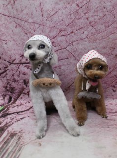 トイプードルのクローイちゃん＆ノエミちゃん♪ 桜背景で春色プードルチョーカーツーショットフォト！
こんにちは！ 有限会社A HAPPY DOG LIFEです。本日も可愛いわんちゃんたちがトリミングに来てくれました♪

■ クローイちゃん＆ノエミちゃん、炭酸泉＋すっきりスタイルでおめかし

本日はトイプードルのクローイちゃん＆ノエミちゃんがトリミングに来てくれました✨

まずは本日、2頭ともに炭酸泉をご利用いただきました。細かな泡で皮膚と被毛をやさしく洗い上げ、さっぱりしつつふんわりとした触り心地に整えています。

カットスタイルは、クローイちゃんは体6ミリ・四肢は筒状。頭とお耳をつなげたふんわりシルエットで、しっぽは丸いポンポンに仕上げました。

ノエミちゃんは体8ミリ・四肢は筒状＋足バリスタイル。足元はスッキリとお手入れしやすくしつつ、お顔はクローイちゃんとおそろいのまんまるフェイスで、黒くまんまるなおめめと、ちいさな黒いお鼻がよく見えるように整えています♪

クローイちゃん（シルバー）は白地に青い水玉模様の豆絞り風スカーフを頭にキュッと巻き、首元にはブラウンのプードルチャームをコーディネート。ノエミちゃん（レッド）は白地に赤い水玉模様の豆絞りスカーフに、首元はシルバーのプードルチャームでおめかししました。色違いチャームのリンクコーデで、仲良し感たっぷりの装いになりました。

■ 桜モチーフ背景で春爛漫ツーショット記念フォト📸

トリミングのあとは、お楽しみの記念撮影タイム♪

撮影ブースには、ピンク色の濃淡で枝ぶりまで描かれた桜モチーフ背景をセレクトしました。満開の桜の枝がふんわり広がるデザインで、春らしいやさしい雰囲気に包まれたセットです。

足元には白木目調の床を合わせ、全体を明るくナチュラルなイメージにコーディネート。クローイちゃんもノエミちゃんも、前足をそろえてちょこんとおすわりし、カメラの方をまっすぐ見つめてくれました。ノエミちゃんは舌をちろっと出した表情で、とってもご機嫌な一枚に♪ 豆絞りスカーフとプードルチャーム、桜背景の組み合わせで、春のごあいさつにも使いやすい、とっておきのツーショットになりました💕

■ 帽子フォト付きオプションもご用意しています

当サロンでは、オプションメニューをお選びいただいた方に、通常の首飾りやチャームだけでなく、帽子をかぶった特別なお写真もお撮りしています。

季節感のある帽子や、イベントシーズンにぴったりのデザインなど、わんちゃんの雰囲気に合わせてセレクト可能です。普段とはひと味違うおしゃれコーデで、記念日フォトや年賀状・暑中見舞い用のお写真にもご活用いただけます。

■ わんちゃんに優しいトリミング＆毎月変わる無料フォト

当サロンでは、わんちゃん一頭一頭にしっかり時間をかけ、負担の少ない丁寧な施術を心がけています。トリマーにも無理のない頭数調整を行い、落ち着いた環境のなかでトリミングを行うことで、わんちゃんがリラックスして過ごせるよう配慮しています。

トリミング後には、毎月変わる背景セットで記念撮影を実施中です。季節に合わせた背景に、首飾りやリボン、蝶ネクタイ、帽子、洋服など、わんちゃんの可愛さを引き立てるアイテムを多数ご用意。被り物・洋服は約300着の中から、その子の雰囲気や毛色に合わせてお選びいただけます。

撮影したお写真のデータは無料でお渡ししていますので、ご家族での記念や季節のごあいさつ用のお写真として、ぜひご活用ください。

■ クローイちゃん＆ノエミちゃんの料金目安（トイプードル 5.5kg未満想定）

シャンプーコース：4,980円（税込）
シャンプーカットコース：5,980円（税込）
トリミングコース：45日以内 7,980円（税込）／46～52日 8,420円（税込）／53～59日 8,860円（税込）／60日以上 9,300円（税込）
※犬の体格・毛量・月齢・オプション内容により、所要時間・料金は変わる場合があります ※トリミングコースは前回のトリミングからの日数により料金が変動します。45日以内のご利用がお得です

========================
🐾トリマーブログはこちらから🐾
https://doging.com/category/trimmer/
========================

【有限会社A HAPPY DOG LIFE】
住所：千葉県鎌ケ谷市西道野辺8-18
営業時間：9:00～17:30
定休日：不定休（事前予約・問い合わせ推奨）
駐車場：あり（事前確認推奨）
支払方法：記載なし
安心・丁寧なトリミングと、毎月背景が変わる記念写真サービス、子犬販売・ペットホテルも行っています。

#トイプードル #トリミングサロン #鎌ケ谷 #犬のいる暮らし #ペットフォト