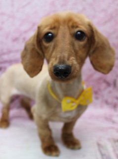 カニンヘンダックスのペコちゃん♪ ピンク背景ですっきり春色フォト！
こんにちは！ 有限会社A HAPPY DOG LIFEです。本日も可愛いわんちゃんがトリミングに来てくれました♪

■ ペコちゃん、全身2ミリですっきりカット＆イエローリボンでおめかし

本日はカニンヘンダックスのペコちゃんがトリミングに来てくれました✨

やわらかな色の被毛を生かしつつ、全身を2ミリカットで短くスッキリと整えました。ボディはぴったりとしたシルエットになるようバランスを見ながらカットし、短めのあんよがよりチャーミングに見えるスタイルです。

お顔まわりは、黒くまんまるなおめめと、ちいさな黒いお鼻がよく見えるようにすっきりとカット。長く垂れたお耳の毛も整えて、あどけなさが引き立つスタイルに仕上げました。首元には、白い水玉模様が入った黄色のリボンをコーディネート。ブラウンの被毛とのコントラストが映える、春らしいおめかしスタイルになりました♪

■ ピンク背景でキュートな記念フォト📸

トリミングのあとは、お楽しみの記念撮影タイム♪

撮影ブースには、やさしいピンク色のテクスチャー背景をセレクトしました。ふんわりとしたピンクの色合いが、ペコちゃんのブラウンの被毛と黄色のリボンをやさしく引き立ててくれます。

白い床の上にちょこんと立ったペコちゃんは、カメラの方をまっすぐ見つめてくれました。大きな黒い瞳と少しあいたお口、つやつやの黒いお鼻がとても愛らしく、春のごあいさつにも使いやすい、とっておきの一枚になりました💕

■ わんちゃんに優しいトリミング＆毎月変わる無料フォト

当サロンでは、わんちゃん一頭一頭にしっかり時間をかけ、負担の少ない丁寧な施術を心がけています。トリマーにも無理のない頭数調整を行い、落ち着いた環境のなかでトリミングを行うことで、わんちゃんがリラックスして過ごせるよう配慮しています。

トリミング後には、毎月変わる背景セットで記念撮影を実施中です。季節に合わせた背景に、首飾りやリボン、蝶ネクタイ、帽子、洋服など、わんちゃんの可愛さを引き立てるアイテムを多数ご用意。被り物・洋服は約300着の中から、その子の雰囲気や毛色に合わせてお選びいただけます。

撮影したお写真のデータは無料でお渡ししていますので、ご家族での記念や季節のごあいさつ用のお写真として、ぜひご活用ください。

■ ペコちゃんの料金目安（ロングMダックス想定）

シャンプーコース：4,400円（税込）
シャンプーカットコース：5,400円（税込）
トリミングコース：一律 6,200円（税込）
※犬の体格・毛量・月齢・オプション内容により、所要時間・料金は変わる場合があります ※ロングMダックスのトリミングコースは、前回のトリミングからの日数にかかわらず同一料金です

========================
🐾トリマーブログはこちらから🐾
https://doging.com/category/trimmer/
========================

【有限会社A HAPPY DOG LIFE】
住所：千葉県鎌ケ谷市西道野辺8-18
営業時間：9:00～17:30
定休日：不定休（事前予約・問い合わせ推奨）
駐車場：あり（事前確認推奨）
支払方法：記載なし
安心・丁寧なトリミングと、毎月背景が変わる記念写真サービス、子犬販売・ペットホテルも行っています。

#カニンヘンダックス #トリミングサロン #鎌ケ谷 #犬のいる暮らし #ペットフォト