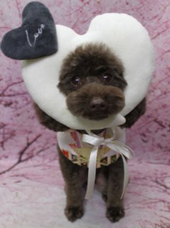 トイプードルのあんこちゃん♪ 桜背景で春色ハートチャーム＆和風帽子フォト！
こんにちは！ 有限会社A HAPPY DOG LIFEです。本日も可愛いわんちゃんがトリミングに来てくれました♪

■ あんこちゃん、ハーブ歯磨き＆カシミヤタッチシャンプーでふんわり仕上げ

本日はトイプードルのあんこちゃんがご来店くださいました✨

オプションでハーブ歯磨きとカシミヤタッチシャンプーをプラスしていただき、全身をやさしくシャンプー。ふんわりなめらかな触り心地になるよう、被毛の状態を見ながら丁寧に仕上げています。

ボディは5ミリでスッキリとカットし、四肢はバランスよく筒状シルエットに整えました。お顔は、黒くまんまるなおめめとちいさな黒いお鼻がよく見えるベアカットスタイル。お耳はアゴラインで丸くカットし、あんこちゃんの優しい表情がより引き立つようにデザインしました。

■ 桜モチーフ背景で春色ハートチャーム＆和風コーデ記念フォト📸

トリミングのあとは、お楽しみの記念撮影タイム♪

撮影ブースには、枝ぶりまで描かれたピンク色の桜モチーフ背景をセレクト。ふんわりと咲き広がる桜に囲まれたような、春爛漫のセットです。

1枚目は、和柄のバンダナに白いハートクッション、その横には「Love」の文字が入ったグレーのハートチャームをコーディネート。ベアカットのお顔とハートのモチーフがリンクして、とっておきのラブリーフォトになりました💕

さらに、オプションをお選びいただいたわんちゃん限定の帽子フォトも撮影。クマ耳付きのニット帽や、ピンクのお花飾りが付いた和風の帽子など、季節感のあるアイテムを合わせて、あんこちゃんだけの春色おめかしショットが完成しました。

■ わんちゃんに優しいトリミング＆毎月変わる無料フォト

当サロンでは、わんちゃん一頭一頭にしっかり時間をかけ、負担の少ない丁寧な施術を心がけています。トリマーにも無理のない頭数調整を行い、落ち着いた環境のなかでトリミングを行うことで、わんちゃんがリラックスして過ごせるよう配慮しています。

トリミング後には、毎月変わる背景セットで記念撮影を実施中です。季節に合わせた背景に、首飾りやリボン、蝶ネクタイ、帽子、洋服など、わんちゃんの可愛さを引き立てるアイテムを多数ご用意。被り物・洋服は約300着の中から、その子の雰囲気や毛色に合わせてお選びいただけます。

撮影したお写真のデータは無料でお渡ししていますので、ご家族での記念や季節のごあいさつ用のお写真として、ぜひご活用ください。

【有限会社A HAPPY DOG LIFE】
住所：千葉県鎌ケ谷市西道野辺8-18
営業時間：9:00～17:30
定休日：不定休（事前予約・問い合わせ推奨）
駐車場：あり（事前確認推奨）
支払方法：記載なし
安心・丁寧なトリミングと、毎月変わる背景での記念写真サービス、子犬販売・ペットホテルも行っています。

#ahappydoglife #鎌ケ谷トリミング #トイプードル #ミックス犬 #ドッグフォト