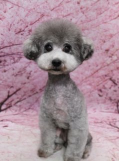 トイプードルのリコ♪ 桜背景で春色韓国ベアスタイルフォト！

こんにちは！ 有限会社A HAPPY DOG LIFEです。

■体3ミリ＆筒状カットのすっきりスタイル

ボディはバリカン3ミリでスッキリと短くカットし、四肢はほどよい長さを残した筒状カットに仕上げました。細すぎない筒シルエットに整えることで、日常のお手入れがしやすく、立ち姿も可愛らしく見えるバランスの良いスタイルになっています。

■ お顔は韓国ベアで今っぽくキュートにおめかし

お顔は、ふんわり丸いシルエットが人気の韓国ベアスタイルです♪

大きく黒いおめめと、ちいさな黒いお鼻がよく見えるようにバランスを整え、ほっぺまわりは丸く残して柔らかな表情に。丸くカットしたお耳とあわせて、ぬいぐるみのテディベアのような、今っぽくキュートな仕上がりになりました。

■ 桜モチーフ背景で春爛漫の記念フォト📸

トリミングのあとは、お楽しみの記念撮影タイム♪

撮影ブースには、淡いピンク色の桜モチーフ背景をセレクトしました。背景いっぱいに桜の花が咲き誇るデザインで、春らしいやさしい雰囲気に包まれたセットです。

リコはその前でちょこんとおすわりし、カメラの方をまっすぐ見つめてくれました。グレーのふわふわボディとピンクの桜背景のコントラストで、韓国ベアカットのまんまるフェイスがいっそう引き立つ、とっておきの一枚になりました💕

■ わんちゃんに優しいトリミング＆毎月変わる無料フォト

当サロンでは、わんちゃん一頭一頭にしっかり時間をかけ、負担の少ない丁寧な施術を心がけています。トリマーにも無理のない頭数調整を行い、落ち着いた環境のなかでトリミングを行うことで、わんちゃんがリラックスして過ごせるよう配慮しています。

トリミング後には、毎月変わる背景セットで記念撮影を実施中です。季節に合わせた背景に、首飾りやリボン、蝶ネクタイ、帽子、洋服など、わんちゃんの可愛さを引き立てるアイテムを多数ご用意。被り物・洋服は約300着の中から、その子の雰囲気や毛色に合わせてお選びいただけます。

撮影したお写真のデータは無料でお渡ししていますので、ご家族での記念や季節のごあいさつ用のお写真として、ぜひご活用ください。

【有限会社A HAPPY DOG LIFE】
住所：千葉県鎌ケ谷市西道野辺8-18
営業時間：9:00～17:30
定休日：不定休（事前予約・問い合わせ推奨）
駐車場：あり（事前確認推奨）
支払方法：記載なし
安心・丁寧なトリミングと、毎月変わる背景での記念写真サービス、子犬販売・ペットホテルも行っています。

#ahappydoglife #鎌ケ谷トリミング #トイプードル #ミックス犬 #ドッグフォト