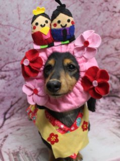 ミニチュアダックスのクッキーちゃん♪ 桜背景で和風おめかしコーデフォト！
こんにちは！ 有限会社A HAPPY DOG LIFEです。本日も可愛いわんちゃんがトリミングに来てくれました♪

■ クッキーちゃん、ハーブ歯磨き＆カシミヤタッチシャンプーですっきりトリミング

本日はミニチュアダックスのクッキーちゃんがトリミングに来てくれました✨

まずはハーブ歯磨きでお口のケアからスタート。やさしいハーブの香りに包まれながら、歯と歯ぐきを丁寧にブラッシングし、日頃のケアでは落としきれない汚れもすっきりと整えました。

シャンプーは、被毛がふんわりなめらかな手触りに仕上がるファーメイク カシミヤタッチシャンプーを使用。ミニチュアダックスならではの美しい被毛を生かしつつ、しっとりサラサラの質感になるよう丁寧に洗い上げました。

カットは体は5ミリで四肢もすっきりと整え、お手入れしやすいスタイルに。お耳まわりは耳なりで自然なラインを残し、ダックスらしいシルエットをきれいに見せるよう仕上げています。

■ 桜背景でひな祭り＆和風コーデの記念フォト📸

トリミングのあとは、お楽しみの記念撮影タイム♪

淡いピンク色の桜モチーフ背景の前で、クッキーちゃんにはいろいろな和風おめかしスタイルで登場してもらいました。

ひな祭りをテーマにしたお写真では、頭にお内裏さまとお雛さまをかたどった可愛いかぶりものをオン。ピンクのフリルと梅の花飾りに囲まれて、黄色い着物姿のクッキーちゃんがちょこんとおすわりし、お祝いムードたっぷりの一枚になりました。

別カットでは、くま耳付きの茶色のニット帽に、赤い和柄のよだれかけ風スタイを合わせたにっこり和コーデや、赤×白の豆絞り風手ぬぐいを頭に巻いた粋なスタイルも♪ さらに、赤いフードにうさぎ耳が付いたコーデや、黄色い帽子に赤い上着＆青いパンツの元気いっぱいスタイルなど、表情豊かな和風・春コーデをたくさん撮影しました。

桜背景と和風アイテムの組み合わせで、どの一枚も春のごあいさつにぴったりな、とっておきの記念フォトになりました💕

■ オプションご利用のわんちゃん限定・帽子フォトをプレゼント

当サロンでは、オプションメニューをお選びいただいたわんちゃんに、帽子を使ったおめかし写真をお撮りしています。

季節やイベントに合わせた帽子・かぶりもの・被り物付きフードなど、楽しいアイテムを多数ご用意。わんちゃんの毛色や表情に合わせてコーディネートし、トリミング後に撮影ブースで記念フォトをお楽しみいただけます。

撮影したお写真は、毎月変わる背景セットと合わせて、季節のごあいさつやSNS用のお写真にもご活用いただけますので、ぜひオプションメニューと一緒にご利用ください。

■ わんちゃんに優しいトリミング＆毎月変わる無料フォト

当サロンでは、わんちゃん一頭一頭にしっかり時間をかけ、負担の少ない丁寧な施術を心がけています。トリマーにも無理のない頭数調整を行い、落ち着いた環境のなかでトリミングを行うことで、わんちゃんがリラックスして過ごせるよう配慮しています。

トリミング後には、毎月変わる背景セットで記念撮影を実施中です。季節に合わせた背景に、首飾りやリボン、蝶ネクタイ、帽子、洋服など、わんちゃんの可愛さを引き立てるアイテムを多数ご用意。被り物・洋服は約300着の中から、その子の雰囲気や毛色に合わせてお選びいただけます。

撮影したお写真のデータは無料でお渡ししていますので、ご家族での記念や季節のごあいさつ用のお写真として、ぜひご活用ください。

【有限会社A HAPPY DOG LIFE】
住所：千葉県鎌ケ谷市西道野辺8-18
営業時間：9:00～17:30
定休日：不定休（事前予約・問い合わせ推奨）
駐車場：あり（事前確認推奨）
支払方法：記載なし
安心・丁寧なトリミングと、毎月変わる背景での記念写真サービス、子犬販売・ペットホテルも行っています。

#ahappydoglife #鎌ケ谷トリミング #トイプードル #ミックス犬 #ドッグフォト