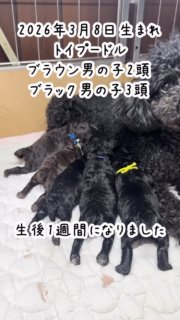2026年3月8日生まれ、トイプードルブラウン男の子2頭ブラック男の子3頭、生後1週間の記録です。
小ぶりなブラックの母犬ですが順調に育っています。

#2026年3月6日生まれ
#トイプードルブリーダー
#トイプードル子犬

#イニシャルDの一族
#語彙ウェブデザイナー