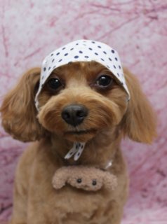 🌸《ミックス犬たむくんの春色トリミングフォト》🌸
＼桜背景でとっておきの一枚に／

本日はミックス犬のたむくんがご来店✨
明るいブラウンの被毛をいかして、全身はお手入れしやすいように短め＆すっきりカット。
体のラインを見ながら、足先までコンパクトでまるいシルエットに整えました。

お顔は黒くまんまるなおめめがよく見える【まんまるフェイス】に👀
ふんわり長めのお耳がやさしい表情を引き立ててくれています。
首元には毛色になじむブラウンのプードルモチーフチャームをコーディネートして、おめかしスタイルに♪

トリミング後はお楽しみの記念撮影📸
淡いピンク色＆桜の花びらがふんわり広がる【桜モチーフ背景】で春爛漫の一枚に。
前足をそろえてちょこんとおすわりしたたむくんと、ブラウンの被毛×プードルチャーム×ピンクの桜背景のコントラストで、春のごあいさつにもぴったりなお写真になりました💕

当サロンでは
・わんちゃん一頭一頭に時間をかけた、負担の少ない丁寧な施術
・毎月変わる背景セットでのトリミング後無料撮影
・首飾り・リボン・蝶ネクタイ・帽子・洋服など約300着のアイテムから、その子に合わせてコーディネート
を行っています。

撮影したお写真のデータは【無料】でお渡ししています。
ご家族の記念や季節のごあいさつ用に、ぜひご利用ください。

▼たむくん（プードル系MIX／5.5kg未満想定）の料金目安（税込）
・シャンプーコース：4,980円
・シャンプーカットコース：5,980円
・トリミングコース：
　45日以内 7,980円／46～52日 8,420円／53～59日 8,860円／60日以上 9,300円
※犬種・体格・毛量・月齢・オプションにより所要時間・料金は変わる場合があります
※トリミングコースは前回トリミング日からの日数により料金が変動します（45日以内のご利用がお得です）

わんちゃんに優しいトリミングと、季節ごとの無料フォトを楽しみに、ぜひお越しください✨

【有限会社A HAPPY DOG LIFE】
住所：千葉県鎌ケ谷市西道野辺8-18
営業時間：9:00～17:30
定休日：不定休
駐車場：あり（事前確認推奨）
支払方法：記載なし
安心・丁寧なトリミングと、毎月変わる背景での記念写真サービス、子犬販売・ペットホテルも行っています。

#ミックス犬 #トリミングサロン #桜フォト #犬のいる暮らし #鎌ケ谷トリミング