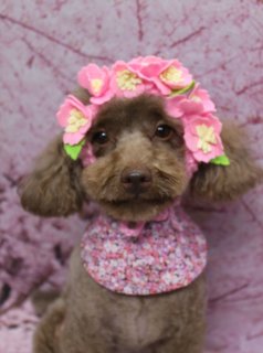 トイプードルのチャイちゃん♪ 桜背景で春色コスチュームフォト！
こんにちは！ 有限会社A HAPPY DOG LIFEです。本日も可愛いわんちゃんがトリミングに来てくれました♪

■ チャイちゃん、ハーブ歯磨き＆ファーメイクスムースですっきりケア

本日はトイプードルのチャイちゃんがご来店くださいました✨

オプションでハーブ歯磨きとファーメイクスムースシャンプー＆トリートメントをご利用いただき、口元と被毛をやさしくケア。ふんわりなめらかな手触りになるよう、コンディションを整えながら仕上げました。

カットは、ボディはバリカン3ミリでスッキリと、四肢はラインがきれいに見える筒状スタイルに。お顔はトイプードルらしいベアカットで、黒くまんまるなおめめとちいさな黒いお鼻がよく見えるように整えています。お耳は長さをそろえて全体のバランスに合わせてカットし、チャイちゃんのやさしい雰囲気に合うシルエットに仕上げました♪

■ オプションご利用限定♪ 春色コスチュームで記念撮影📸

当サロンでは、オプションメニューをお選びいただいたわんちゃんに、被り物やコスチュームでの記念写真をお撮りしています。

チャイちゃんは、淡いピンクの桜柄背景の前で春らしいおめかしフォトを撮影しました。ピンクのお花の花冠や、クマ耳付きのニット帽コーデ、和風テイストの赤い装い、雲のようなふわふわマスコット付きリボンなど、雰囲気の違うコーディネートでパチリ♪

どのスタイルでも、まんまるフェイスでカメラを見つめるチャイちゃんの表情がとってもキュートで、春のお祝いシーズンにもぴったりの一枚になりました💕

■ わんちゃんに優しいトリミング＆毎月変わる無料フォト

当サロンでは、わんちゃん一頭一頭にしっかり時間をかけ、負担の少ない丁寧な施術を心がけています。トリマーにも無理のない頭数調整を行い、落ち着いた環境のなかでトリミングを行うことで、わんちゃんがリラックスして過ごせるよう配慮しています。

トリミング後には、毎月変わる背景セットで記念撮影を実施中です。季節に合わせた背景に、首飾りやリボン、蝶ネクタイ、帽子、洋服など、わんちゃんの可愛さを引き立てるアイテムを多数ご用意。被り物・洋服は約300着の中から、その子の雰囲気や毛色に合わせてお選びいただけます。

撮影したお写真のデータは無料でお渡ししていますので、ご家族での記念や季節のごあいさつ用のお写真として、ぜひご活用ください。

【有限会社A HAPPY DOG LIFE】
住所：千葉県鎌ケ谷市西道野辺8-18
営業時間：9:00～17:30
定休日：不定休
駐車場：あり（事前確認推奨）
支払方法：記載なし
安心・丁寧なトリミングと、毎月変わる背景での記念写真サービス、子犬販売・ペットホテルも行っています。

#トイプードル#トリミングサロン #桜フォト #犬のいる暮らし #鎌ケ谷トリミング