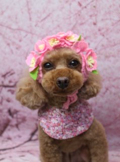 トイプードルのカリラちゃん♪ 桜背景で春色おめかしフォト！
こんにちは！ 有限会社A HAPPY DOG LIFEです。本日も可愛いわんちゃんがトリミングに来てくれました♪

■ カリラちゃん、ハーブ歯磨き＆カシミヤタッチシャンプーでふんわり仕上げ

本日はトイプードルのカリラちゃんがご来店くださいました✨

オプションでハーブ歯磨きとカシミヤタッチシャンプーをご利用いただき、全身ふんわりやわらかな手触りに仕上がりました。

トリミングでは、ボディは5ミリでさっぱりと、四肢は足先まですっきりめのカットに。毎日のお手入れがしやすく、清潔感のあるスタイルです。

お顔は、黒くまんまるなおめめとちいさな黒いお鼻がよく見えるすっきりめのベアカットに整えました。お耳はフチで丸く、ふんわりとしたシルエットに、おしっぽは棒状に整えて、全体のバランスがきれいに見えるスタイルになりました♪

■ オプションご利用の方限定♪ 帽子コーデで春爛漫フォト📸

トリミングのあとは、お楽しみの記念撮影タイム♪

カリラちゃんには、オプションメニューをご利用の方限定の、帽子を使ったおめかしフォトを撮影しました。

ピンクのお花がたっぷりあしらわれた華やかなフラワーハットに、首元は花柄バンダナでコーディネートした春色スタイル。別カットでは、白いフード付きのお洋服や、キャラクター風の帽子＆お洋服コーデ、プードルのモチーフチャームなども身につけて、さまざまな雰囲気のカットを楽しんでくれました。

背景には、淡いピンク色の桜モチーフ背景をセレクト。満開の桜に囲まれたようなセットで、カリラちゃんのふんわりしたブラウンの被毛がいっそう引き立ち、春のごあいさつにもぴったりの一枚になりました💕

■ わんちゃんに優しいトリミング＆毎月変わる無料フォト

当サロンでは、わんちゃん一頭一頭にしっかり時間をかけ、負担の少ない丁寧な施術を心がけています。トリマーにも無理のない頭数調整を行い、落ち着いた環境のなかでトリミングを行うことで、わんちゃんがリラックスして過ごせるよう配慮しています。

トリミング後には、毎月変わる背景セットで記念撮影を実施中です。季節に合わせた背景に、首飾りやリボン、蝶ネクタイ、帽子、洋服など、わんちゃんの可愛さを引き立てるアイテムを多数ご用意。被り物・洋服は約300着の中から、その子の雰囲気や毛色に合わせてお選びいただけます。

撮影したお写真のデータは無料でお渡ししていますので、ご家族での記念や季節のごあいさつ用のお写真として、ぜひご活用ください。

■ カリラちゃんの料金目安（トイプードル 5.5kg未満想定）

シャンプーコース：4,980円（税込）
シャンプーカットコース：5,980円（税込）
トリミングコース：45日以内 7,980円（税込）／46～52日 8,420円（税込）／53～59日 8,860円（税込）／60日以上 9,300円（税込）
※犬の体格・毛量・月齢・オプション内容により、所要時間・料金は変わる場合があります ※トリミングコースは前回のトリミングからの日数により料金が変動します。45日以内のご利用がお得です

【有限会社A HAPPY DOG LIFE】
住所：千葉県鎌ケ谷市西道野辺8-18
営業時間：9:00～17:30
定休日：不定休
駐車場：あり（事前確認推奨）
支払方法：記載なし
安心・丁寧なトリミングと、毎月変わる背景での記念写真サービス、子犬販売・ペットホテルも行っています。

#トイプードル #トリミングサロン #桜フォト #犬のいる暮らし #鎌ケ谷トリミング