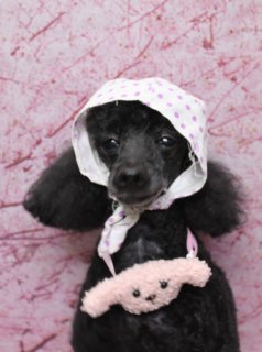 トイプードルのきずなちゃん♪ 桜背景で春色プードルチャームフォト！
こんにちは！ 有限会社A HAPPY DOG LIFEです。本日も可愛いわんちゃんがトリミングに来てくれました♪

■ きずなちゃん、泥シャンプーですっきり＆プードルチャームでおめかし

本日はトイプードルのきずなちゃんが、泥シャンプーとトリミングに来てくれました✨

全身のカットは、体はバリカン5ミリでスッキリとコンパクトに。お腹まわりも短く整えて、日常のお手入れがしやすいスタイルに仕上げました。足先は足バリで汚れがつきにくく、お散歩後のお手入れもラクになるようカットし、四肢全体もスリムにスッキリと整えています。

お顔は口元〜目元をスッキリ見せる顔バリスタイルに。頭は丸く残してふんわり感を出しつつ、頬の毛を耳の毛に見えるようになじませてカットすることで、マッシュ風の可愛らしいシルエットに仕上がりました。しっぽは先端を丸く残したポンポンスタイルで、後ろ姿もチャーミングです。

トリミング後は、白地に水玉模様の豆絞り風スカーフを頭にキュッと巻き、首元にも同柄のリボンをコーディネート。胸元にはピンク色のうさぎモチーフチャームをつけて、春らしいおめかしスタイルになりました♪

■ 桜モチーフ背景で春爛漫うさぎコーデ記念フォト📸

トリミングのあとは、お楽しみの記念撮影タイム♪

撮影ブースには、水彩タッチで描かれた淡いピンク色の桜モチーフ背景をセレクトしました。ふんわりと広がる桜の花びらが一面に描かれ、やさしく柔らかな春の雰囲気に包まれたセットです。

きずなちゃんは桜背景の前でちょこんとおすわりし、カメラをまっすぐ見つめてくれました。ブラックの被毛に白いスカーフとプードルチャーム、ピンクの桜背景のコントラストが映えて、少しキョトンとした表情もとってもキュートな一枚に💕 春のごあいさつにもぴったりの、うさぎコーデ記念フォトになりました。

■ オプションご利用のわんちゃんには被り物フォトもご用意♪

当サロンでは、オプションメニューをお選びいただいたわんちゃんには、通常の首飾りやチャームに加えて、被り物を使ったお写真もお撮りしています。

豆絞りスカーフや帽子、季節のモチーフなど、思わず笑顔になるようなアイテムを多数ご用意。その子の毛色や雰囲気に合わせてコーディネートし、特別感のある記念フォトに仕上げます。

オプションについて気になる方は、ご予約時やご来店の際にお気軽にお声がけください。

■ わんちゃんに優しいトリミング＆毎月変わる無料フォト

当サロンでは、わんちゃん一頭一頭にしっかり時間をかけ、負担の少ない丁寧な施術を心がけています。トリマーにも無理のない頭数調整を行い、落ち着いた環境のなかでトリミングを行うことで、わんちゃんがリラックスして過ごせるよう配慮しています。

トリミング後には、毎月変わる背景セットで記念撮影を実施中です。季節に合わせた背景に、首飾りやリボン、蝶ネクタイ、帽子、洋服など、わんちゃんの可愛さを引き立てるアイテムを多数ご用意。被り物・洋服は約300着の中から、その子の雰囲気や毛色に合わせてお選びいただけます。

撮影したお写真のデータは無料でお渡ししていますので、ご家族での記念や季節のごあいさつ用のお写真として、ぜひご活用ください。

■ きずなちゃんの料金目安（トイプードル 5.5kg未満想定）

シャンプーコース：4,980円（税込）
シャンプーカットコース：5,980円（税込）
トリミングコース：45日以内 7,980円（税込）／46～52日 8,420円（税込）／53～59日 8,860円（税込）／60日以上 9,300円（税込）
※犬の体格・毛量・月齢・オプション内容により、所要時間・料金は変わる場合があります ※トリミングコースは前回のトリミングからの日数により料金が変動します。45日以内のご利用がお得です

【有限会社A HAPPY DOG LIFE】
住所：千葉県鎌ケ谷市西道野辺8-18
営業時間：9:00～17:30
定休日：不定休
駐車場：あり（事前確認推奨）
支払方法：記載なし
安心・丁寧なトリミングと、毎月変わる背景での記念写真サービス、子犬販売・ペットホテルも行っています。

#プードル#トリミングサロン #桜フォト #犬のいる暮らし #鎌ケ谷トリミング