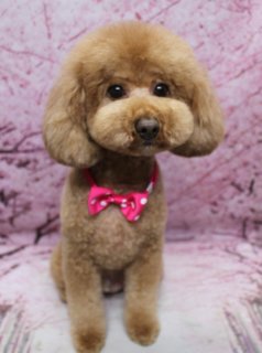 🌸《トイプードル・ポポくんの春フォト》🌸
＼桜背景×ピンクボウタイで春のごあいさつショット／

本日はトイプードルのポポくんがご来店🐾
明るいブラウンの被毛を生かして、全身はお手入れしやすいようにすっきり短めカット✨
足先までコロンとした丸みシルエットに仕上げました。

お顔は黒くまんまるなおめめと小さなお鼻がよく見える【まんまるフェイス】スタイルに👀
お耳はお顔の横でふんわり残して、ぬいぐるみのような愛らしい表情に。
首元には白い水玉模様が入った明るいピンクの【ボウタイ風チョーカー】で春色コーデです🎀

トリミングのあとはお楽しみの記念撮影タイム📸
淡いピンクをベースに桜の花が一面に描かれた《桜モチーフ背景》でパシャリ。
ポポくんは前足をそろえてちょこんとおすわりして、カメラをまっすぐ見つめてくれました。
ブラウンの被毛×ピンクのボウタイ×桜色背景で、春のごあいさつにもぴったりの一枚に🌸

当サロンでは、わんちゃん一頭一頭にしっかり時間をかけた、負担の少ない丁寧なトリミングを心がけています✂️
トリミング後は【毎月変わる背景セット】での記念撮影付き。
首飾り・リボン・蝶ネクタイ・帽子・洋服など、わんちゃんの可愛さを引き立てるアイテムも多数ご用意しています。
被り物・洋服は約300着の中から、その子に合わせてお選びいただけます👗
撮影したお写真のデータは無料でお渡ししています。

【ポポくん（トイプードル・5.5kg未満想定）の料金目安】
・シャンプーコース：4,980円（税込）
・シャンプーカットコース：5,980円（税込）
・トリミングコース：
　45日以内 7,980円（税込）
　46～52日 8,420円（税込）
　53～59日 8,860円（税込）
　60日以上 9,300円（税込）
※犬の体格・毛量・月齢・オプションにより所要時間・料金は変わる場合があります
※トリミングコースは前回トリミングからの日数によって料金が変動します（45日以内のご利用がお得です）

春の記念フォトと合わせて、愛犬のトリミングもぜひおまかせください🐶✨

【有限会社A HAPPY DOG LIFE】
住所：千葉県鎌ケ谷市西道野辺8-18
営業時間：9:00～17:30
定休日：不定休（事前予約・お問い合わせ推奨）
駐車場：あり（事前確認推奨）
支払方法：記載なし
鎌ケ谷駅と馬込沢駅の中間地点にある、犬にもトリマーにも優しいトリミングサロンです。

#トイプードル #トリミングサロン #桜フォト #犬のいる暮らし #ahappydoglife