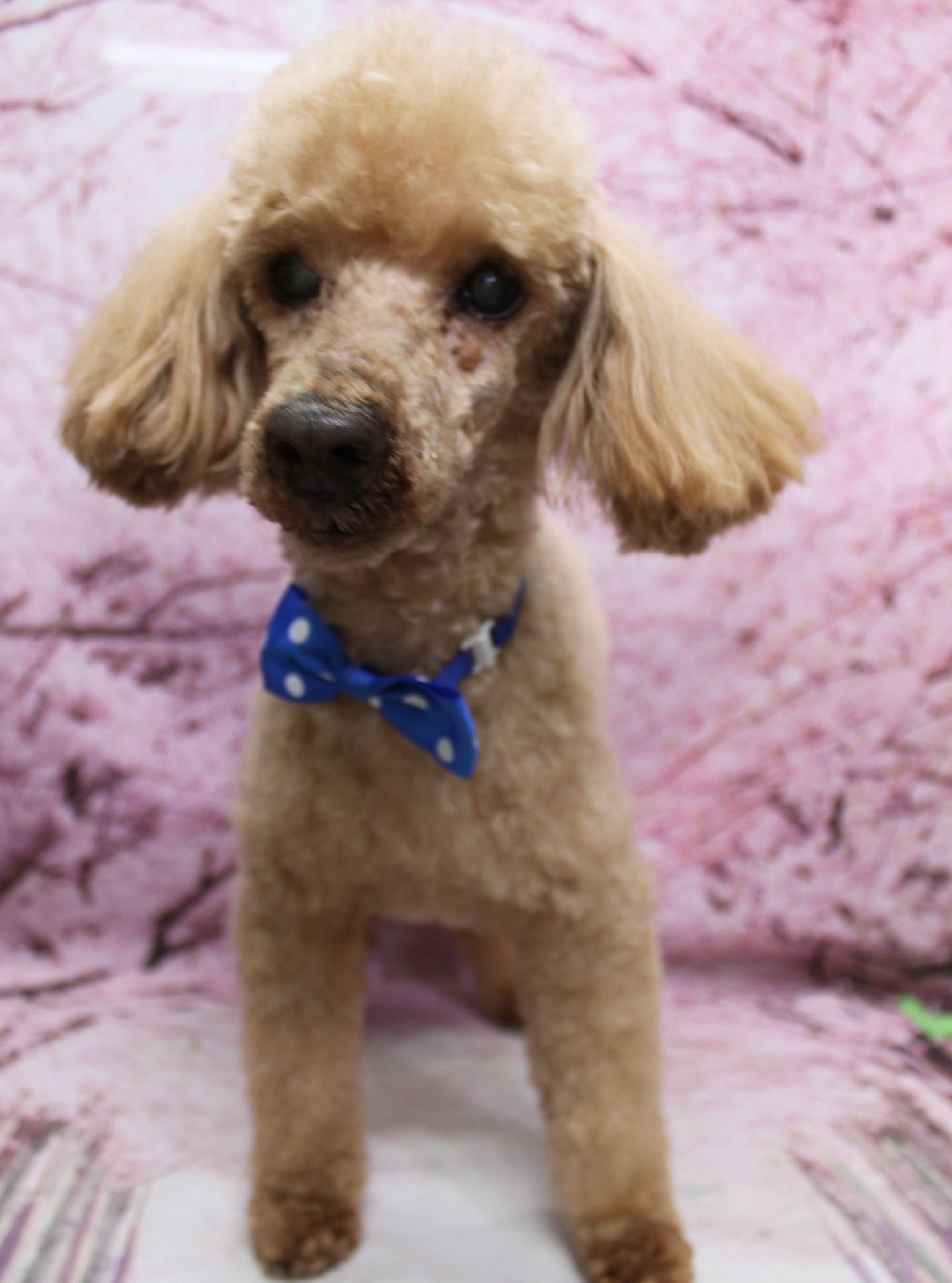 トイプードルのピースくん♪ 桜背景で春色ブルーボウタイフォト！
こんにちは！ 有限会社A HAPPY DOG LIFEです。本日も可愛いわんちゃんがトリミングに来てくれました♪

■ ピースくん、顔バリすっきり＆ブルーのボウタイでおめかし

本日はトイプードルのピースくんがトリミングに来てくれました✨

ボディは8ミリのバリカンで、日常のお手入れがしやすいように全身をすっきりカット。体のラインを見ながら整え、足先までバランスよく引き締まったシルエットになるよう仕上げました。

お顔まわりは顔バリスタイルで、目元からマズルにかけてスッキリと刈り上げています。黒くまんまるなおめめと、ちいさな黒いお鼻、シャープなフェイスラインがよく見える、キリッとした表情に♪ お耳はフチで丸く整え、コンパクトで軽やかな印象にまとめました。尾は根元を短くして先端を丸く残したポンポンスタイルです。

首元には、白い水玉模様が入ったブルーのボウタイ風チョーカーをコーディネート。明るいブラウンの被毛に爽やかな青が映える、春らしいおめかしスタイルになりました。

■ 桜モチーフ背景で春爛漫の記念フォト📸

トリミングのあとは、お楽しみの記念撮影タイム♪

背景には、淡いピンク色をベースに桜の花が一面に描かれた桜モチーフ背景をセレクトしました。花びらがふんわりとぼかしたタッチで描かれており、ピースくんに自然とピントが合うような、やさしい雰囲気のセットです。

ピースくんは前足をそろえてちょこんと立ち姿でポーズ。キリッとした顔バリスタイルと、丸いお耳・ポンポン尻尾、ブルーのボウタイ、桜色の背景の組み合わせで、春のごあいさつにも使いやすい、とっておきの一枚になりました💕

■ わんちゃんに優しいトリミング＆毎月変わる無料フォト

当サロンでは、わんちゃん一頭一頭にしっかり時間をかけ、負担の少ない丁寧な施術を心がけています。トリマーにも無理のない頭数調整を行い、落ち着いた環境のなかでトリミングを行うことで、わんちゃんがリラックスして過ごせるよう配慮しています。

トリミング後には、毎月変わる背景セットで記念撮影を実施中です。季節に合わせた背景に、首飾りやリボン、蝶ネクタイ、帽子、洋服など、わんちゃんの可愛さを引き立てるアイテムを多数ご用意。被り物・洋服は約300着の中から、その子の雰囲気や毛色に合わせてお選びいただけます。

撮影したお写真のデータは無料でお渡ししていますので、ご家族での記念や季節のごあいさつ用のお写真として、ぜひご活用ください。

■ ピースくんの料金目安（トイプードル 5.5kg未満想定）

シャンプーコース：4,980円（税込）
シャンプーカットコース：5,980円（税込）
トリミングコース：45日以内 7,980円（税込）／46～52日 8,420円（税込）／53～59日 8,860円（税込）／60日以上 9,300円（税込）
※犬の体格・毛量・月齢・オプション内容により、所要時間・料金は変わる場合があります ※トリミングコースは前回のトリミングからの日数により料金が変動します。45日以内のご利用がお得です

========================
🐾トリマーブログはこちらから🐾
https://doging.com/category/trimmer/
========================

【有限会社A HAPPY DOG LIFE】
住所：千葉県鎌ケ谷市西道野辺8-18
営業時間：9:00～17:30
定休日：不定休（事前予約・お問い合わせ推奨）
駐車場：あり（事前確認推奨）
支払方法：記載なし
鎌ケ谷駅と馬込沢駅の中間地点にある、犬にもトリマーにも優しいトリミングサロンです。

#トイプードル #トリミングサロン #桜フォト #犬のいる暮らし #ahappydoglife