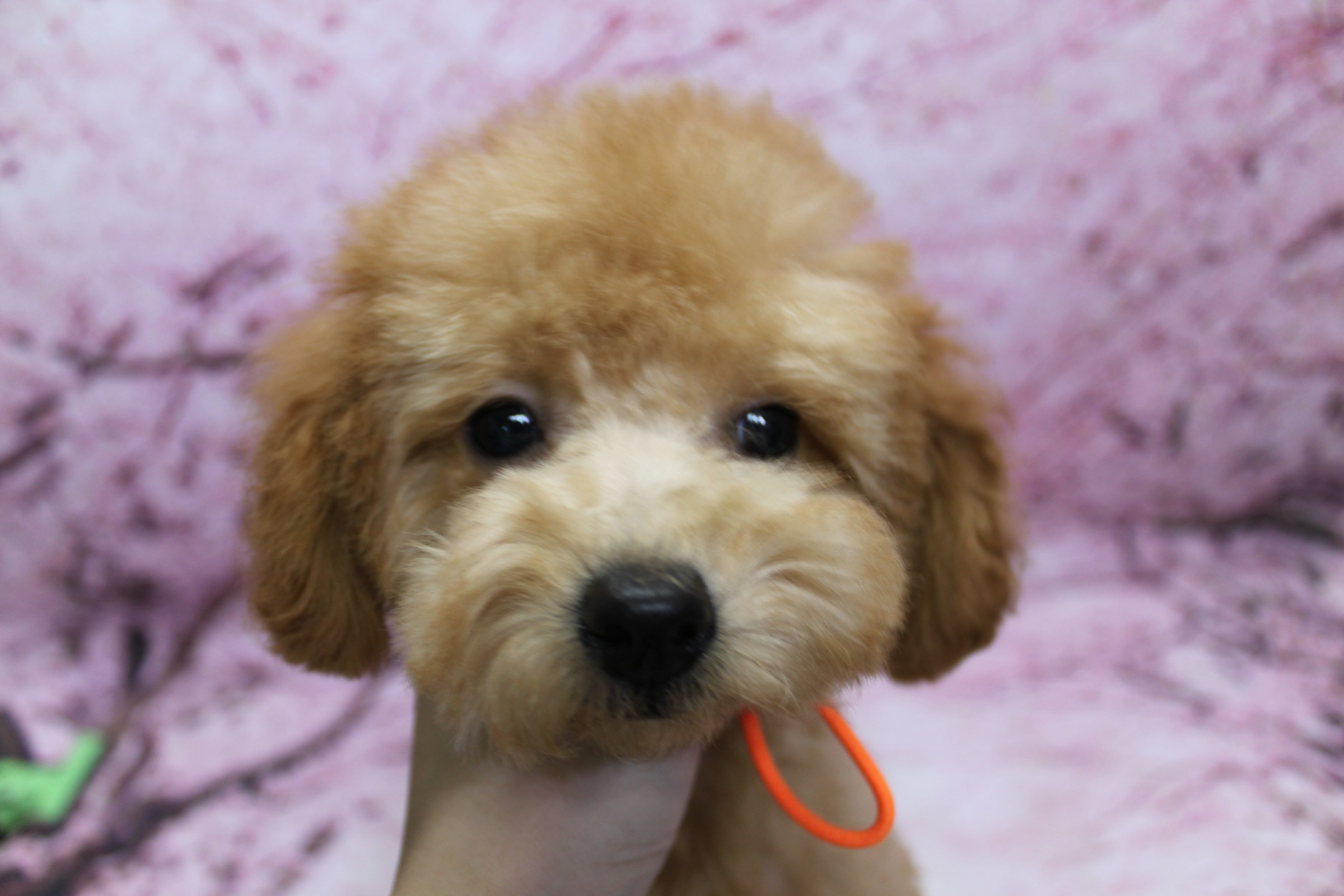 トイプードルの子犬・はちちゃん♪ 新しい家族のもとへお迎えフォト！
こんにちは！ 有限会社A HAPPY DOG LIFEです。本日は、素敵なご縁がつながった子犬ちゃんのご紹介です♪

■ 12/11生まれ・トイプードルの子犬「はちちゃん」お迎えの日

当店で大切に育ててきた、トイプードル・アプリコットの女の子「はちちゃん」が、本日新しいご家族のもとへ巣立ちました✨

もこもことしたアプリコットの被毛に、黒くまんまるなおめめとちいさな黒いお鼻がチャームポイント。お顔はころんとしたまんまるフェイスで、見つめ返してくれる表情がとても愛らしい子です。

撮影では、オレンジの首輪をつけて、カメラの方をじっと見つめるアップショットに。背景には、淡いピンク色に桜がふんわりと描かれた春らしい桜モチーフ背景をセレクトしました。やさしい色合いが、はちちゃんの柔らかい毛色をさらに引き立ててくれています。

新しいおうちでも、たくさん遊んで、たくさん甘えて、「A HAPPY DOG LIFE」という店名のように、幸せな犬生を過ごしてくれますように。はちちゃん、これからも元気に大きくなってね♡

■ 当店の子犬たちについて

当店では、子犬たちが新しいご家庭に迎えられたあとも安心して過ごせるよう、社会化や基本的なしつけに配慮しながら、愛情たっぷりにお世話をしています。

寝る場所と排泄場所の区別、ほかの犬との関わり方など、日々の生活の中で少しずつ学べるように環境づくりを行い、お渡し前には必要な予防接種も済ませてからお引き渡ししています。

「初めて犬を家族に迎えるので不安」「子犬の育て方が知りたい」という方にも、わかりやすく丁寧にサポートいたします。気になることがございましたら、どうぞお気軽にご相談ください。

【有限会社A HAPPY DOG LIFE】
住所：千葉県鎌ケ谷市西道野辺8-18
営業時間：9:00～17:30
定休日：不定休
駐車場：あり（事前確認推奨）
支払方法：記載なし
安心・丁寧なトリミングと、毎月変わる背景での記念写真サービス、子犬販売・ペットホテルも行っています。

#トイプードル #トリミングサロン #桜フォト #犬のいる暮らし #鎌ケ谷トリミング