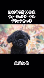 2025年9月14日生まれ、ティーカッププードル子犬ブラック女の子です。成犬時1.8kg以下予想です。
ドッグフードは硬いままでカリカリと食べます。寝る場所と排泄する場所を認識しています。混合ワクチン6種2回10種1回接種済みです。父犬ティーカッププードルブラウンのフジ、遺伝子検査3項目クリアです。

#ティーカッププードル子犬
#ティーカッププードルブリーダー
#トイレの躾出来ています

#イニシャルDの一族
#語彙ウェブデザイナー