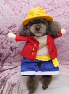 トイプードルのさちちゃん♪ 桜背景で春色ルフィコスチューム＆プードルチャームフォト！
こんにちは！ 有限会社A HAPPY DOG LIFEです。本日も可愛いわんちゃんがトリミングに来てくれました♪

■ さちちゃん、すっきりベアカット＆ルフィコスチュームでおめかし

本日はトイプードルのさちちゃんがトリミングに来てくれました✨

トリミングでは体は3ミリで短くすっきりと、お顔はベアカットで黒くまんまるなおめめと、ちいさな黒いお鼻がよく見えるスタイルに仕上げました。四肢は足バリを入れてマイアミカットにしているので、足元はお手入れしやすく、足先の丸いシルエットが際立つデザインです。

トップの毛はこれからちょんまげスタイルに育てていく予定です。少しずつ毛を伸ばしながら、ゴムで結んだ可愛いヘアアレンジを楽しめるように整えていきます。

トリミング後は、人気アニメの主人公ルフィ風コスチュームでおめかし♪ 黄色い帽子に、赤いジャケット、青いショートパンツの衣装を着て、両前足をぐっと前に伸ばした元気なポーズを見せてくれました。

■ ハーブ歯磨きですっきりケア＆桜モチーフ背景で記念フォト📸

今回はトリミングに加えて、ハーブ歯磨きのオプションもご利用いただきました。お口のケアをプラスすることで、トリミングと一緒にデイリーケアもまとめて行うことができます。

トリミング＆オプションのあとは、お楽しみの記念撮影タイム♪ 背景には、淡いピンク色の桜の花が一面に咲いた桜モチーフ背景をセレクトしました。ルフィコスチュームのさちちゃんが、ピンクの桜に包まれて立ちポーズを決めてくれて、春らしく元気いっぱいの一枚になりました💕

また別カットでは、ピンク色の背景の前でおすわりショットも撮影。トップをちょこんと結んだピンクのリボンと、首元のピンクのプードルモチーフチャームがリンクしたコーデで、優しい表情のさちちゃんの雰囲気にぴったりでした。

■ オプションご利用で「帽子フォト」をプレゼント

当サロンでは、オプションメニューをお選びいただいたお客様限定で、帽子を使った特別なお写真をお撮りしています。

さちちゃんのように、キャラクター風の帽子や、季節に合わせた帽子など、わんちゃんの雰囲気や毛色に合わせてセレクトしたアイテムで撮影いたします。通常の記念写真とはひと味違う、とっておきの一枚になりますので、ぜひオプションメニューとあわせてお楽しみください。

■ わんちゃんに優しいトリミング＆毎月変わる無料フォト

当サロンでは、わんちゃん一頭一頭にしっかり時間をかけ、負担の少ない丁寧な施術を心がけています。トリマーにも無理のない頭数調整を行い、落ち着いた環境のなかでトリミングを行うことで、わんちゃんがリラックスして過ごせるよう配慮しています。

トリミング後には、毎月変わる背景セットで記念撮影を実施中です。季節に合わせた背景に、首飾りやリボン、蝶ネクタイ、帽子、洋服など、わんちゃんの可愛さを引き立てるアイテムを多数ご用意。被り物・洋服は約300着の中から、その子の雰囲気や毛色に合わせてお選びいただけます。

撮影したお写真のデータは無料でお渡ししていますので、ご家族での記念や季節のごあいさつ用のお写真として、ぜひご活用ください。

■ さちちゃんの料金目安（トイプードル 5.5kg未満想定）

シャンプーコース：4,980円（税込）
シャンプーカットコース：5,980円（税込）
トリミングコース：45日以内 7,980円（税込）／46～52日 8,420円（税込）／53～59日 8,860円（税込）／60日以上 9,300円（税込）
※犬の体格・毛量・月齢・オプション内容により、所要時間・料金は変わる場合があります ※トリミングコースは前回のトリミングからの日数により料金が変動します。45日以内のご利用がお得です

========================
🐾トリマーブログはこちらから🐾
https://doging.com/category/trimmer/
========================

【有限会社A HAPPY DOG LIFE】
住所：千葉県鎌ケ谷市西道野辺8-18
営業時間：9:00～17:30
定休日：不定休（事前予約・お問い合わせ推奨）
駐車場：あり（事前確認推奨）
支払方法：記載なし
鎌ケ谷駅と馬込沢駅の中間地点にある、犬にもトリマーにも優しいトリミングサロンです。

#トイプードル #トリミングサロン #桜フォト #犬のいる暮らし #ahappydoglife