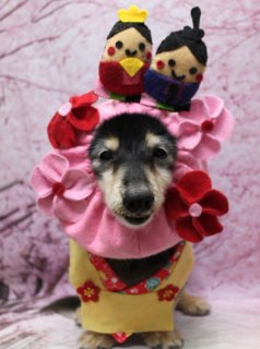 ミニチュアダックスのロビンちゃん♪ 桜背景でひなまつり＆プードルチャームフォト！
こんにちは！ 有限会社A HAPPY DOG LIFEです。本日も可愛いわんちゃんがトリミングに来てくれました♪

■ ロビンちゃん、ハーブ歯磨き＆ファーメイクEXですっきりケア

まずはハーブ歯磨きでお口まわりを優しくケア。その後、ファーメイクEXシャンプー＆トリートメントで、黒とブラウンの被毛にツヤ感をプラスしました。

トリミングでは、全体の長さを整えつつ、四肢の飾り毛をすっきりカット。体のラインを見ながら整えることで、ミニチュアダックスらしいシルエットはそのままに、日常のお手入れがしやすいスタイルに仕上げています。

■ ひなまつりコーデ＆プードルチャームでおめかしフォト📸

トリミング後は、お楽しみの記念撮影タイム♪

ロビンちゃんには、まずひなまつり風のコーディネートで撮影。黄色い着物風のお洋服に、首元にはピンクのフリルとお花の飾り、頭には男雛・女雛のフェルト飾りをちょこんとオン。桜モチーフのピンク背景とあわせて、春のお祝いムードたっぷりの一枚になりました。

続いて、茶色いクマさん帽子や、和風のスタイ風アクセサリー、首元にプードルチャームを合わせてコーデチェンジ。ピンクの桜背景の前でちょこんとおすわりして、くりっとした瞳と少し出した舌がとってもキュートなショットが撮れました💕

※ハーブ歯磨き・ファーメイクEXシャンプー＆トリートメントはオプションメニューです。詳細はお問い合わせください

■ オプションご利用のわんちゃんには「帽子フォト」プレゼント

当サロンでは、オプションメニューをお選びいただいたわんちゃん限定で、帽子を使った特別コーデの記念写真をお撮りしています。

季節の行事に合わせた帽子や、クマさん・うさぎさんなどのアニマルモチーフ、和風テイストのアイテムなど、首飾りやお洋服と組み合わせて、その子だけの「おめかしスタイル」をご提案。撮影したお写真のデータは無料でお渡ししていますので、ご家族での記念や季節のごあいさつ用にぜひご活用ください。

■ ロビンちゃんの料金目安（ロングMダックス想定）

シャンプーコース：4,400円（税込）
シャンプーカットコース：5,400円（税込）
トリミングコース：一律 6,200円（税込）
※犬の体格・毛量・月齢・オプション内容により、所要時間・料金は変わる場合があります ※ロングMダックスのトリミングコースは、前回のトリミングからの日数にかかわらず同一料金です

========================
🐾トリマーブログはこちらから🐾
https://doging.com/category/trimmer/
========================

【有限会社A HAPPY DOG LIFE】
住所：千葉県鎌ケ谷市西道野辺8-18
営業時間：9:00～17:30
定休日：不定休（事前予約・問い合わせ推奨）
駐車場：あり（事前確認推奨）
支払方法：記載なし
犬にもトリマーにも負担の少ない丁寧なトリミングと、子犬販売・ペットホテル・記念写真サービスなどを行っています。

#ミニチュアダックス #トリミングサロン #鎌ケ谷トリミング #犬のいる暮らし #ペット写真