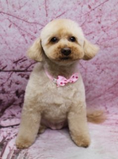 トイプードルのゆりちゃん♪ 桜背景で春色ピンクリボンフォト！
こんにちは！ 有限会社A HAPPY DOG LIFEです。本日も可愛いわんちゃんがトリミングに来てくれました♪

■ ゆりちゃん、ふんわりベアカット＆ピンクの水玉リボンでおめかし

本日はトイプードルのゆりちゃんがトリミングに来てくれました✨

ボディはバリカン13ミリで整え、四肢はすらりと見える筒状シルエットにカット。日常のお手入れがしやすく、毛並みの柔らかさも感じられる、ふんわりすっきりスタイルに仕上げました。

お顔は、黒くまんまるなおめめと、ちいさな黒いお鼻がよく見えるベアカットスタイルです♪ お耳は短く丸くカットして、子犬のようなあどけない表情に。首元には、赤い水玉模様が入ったピンク色のリボンチョーカーをコーディネートし、春らしいガーリースタイルでおめかししました。

■ 桜モチーフ背景で春爛漫の記念フォト📸

トリミングのあとは、お楽しみの記念撮影タイム♪

撮影ブースには、淡いピンク色をベースに、枝ぶりまで描かれた桜モチーフ背景をセレクトしました。ふんわり咲いた桜の花びらが一面に広がるデザインで、やさしい春の雰囲気に包まれたセットです。

ゆりちゃんは前足をそろえてちょこんとおすわりし、少しうつむき加減でカメラの方へ視線を向けてくれました。明るいベージュの被毛とピンクの水玉リボン、桜色の背景の組み合わせで、春のごあいさつにも使いやすい、とっておきの一枚になりました💕

■ わんちゃんに優しいトリミング＆毎月変わる無料フォト

当サロンでは、わんちゃん一頭一頭にしっかり時間をかけ、負担の少ない丁寧な施術を心がけています。トリマーにも無理のない頭数調整を行い、落ち着いた環境のなかでトリミングを行うことで、わんちゃんがリラックスして過ごせるよう配慮しています。

トリミング後には、毎月変わる背景セットで記念撮影を実施中です。季節に合わせた背景に、首飾りやリボン、蝶ネクタイ、帽子、洋服など、わんちゃんの可愛さを引き立てるアイテムを多数ご用意。被り物・洋服は約300着の中から、その子の雰囲気や毛色に合わせてお選びいただけます。

撮影したお写真のデータは無料でお渡ししていますので、ご家族での記念や季節のごあいさつ用のお写真として、ぜひご活用ください。

■ ゆりちゃんの料金目安（トイプードル 5.5kg未満想定）

シャンプーコース：4,980円（税込）
シャンプーカットコース：5,980円（税込）
トリミングコース：45日以内 7,980円（税込）／46～52日 8,420円（税込）／53～59日 8,860円（税込）／60日以上 9,300円（税込）
※犬の体格・毛量・月齢・オプション内容により、所要時間・料金は変わる場合があります ※トリミングコースは前回のトリミングからの日数により料金が変動します。45日以内のご利用がお得です

========================
🐾トリマーブログはこちらから🐾
https://doging.com/category/trimmer/
========================

【有限会社A HAPPY DOG LIFE】
住所：千葉県鎌ケ谷市西道野辺8-18
営業時間：9:00～17:30
定休日：不定休（事前予約・問い合わせ推奨）
駐車場：あり（事前確認推奨）
支払方法：記載なし
アクセス：東武野田線馬込沢駅西口より慈裕苑行きバス「藤台中央公園」下車徒歩3分／鎌ヶ谷駅から車で約6分（鎌ヶ谷道野辺郵便局近く）
特徴：1人1日2頭＋αの丁寧なトリミング／トリミング後の記念写真サービス（背景は年13回変更・約300着の被り物＆洋服・データ無料）

#トイプードル #トリミングサロン #鎌ケ谷トリミング #犬のいる暮らし #ペットフォト