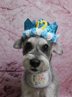 ミニチュアシュナウザーのマロンくん♪ 桜背景で12歳バースデーフォト！
こんにちは！ 有限会社A HAPPY DOG LIFEです。本日も可愛いわんちゃんがトリミングに来てくれました♪

■ マロンくん、すっきりシュナカット＆足バリスタイル

本日はミニチュアシュナウザーのマロンくんがトリミングに来てくれました✨

ボディはバリカン8ミリで全身を整え、日常のお手入れがしやすいすっきりスタイルに。足は細めの筒状シルエットでカットし、足先はお手入れがしやすいように足バリを入れています。

お顔まわりは、きりっとした眉とふんわり残したおひげのシュナウザーカットで、ミニチュアシュナウザーらしい表情に仕上げました。シルバーとホワイトのコントラストがきれいな毛色に合わせて、首元には水色地にピンクの水玉模様が入った蝶ネクタイ風チョーカーをコーディネート。上品で可愛らしいおめかしスタイルになりました♪

■ 桜背景＆バースデーセットで12歳の記念フォト📸

トリミングのあとは、お楽しみの記念撮影タイム♪

まずは、淡いピンク色をベースに桜の枝ぶりが描かれた桜モチーフ背景で一枚。満開の桜に包まれたような優しい雰囲気のなか、マロンくんは前足をそろえてちょこんとおすわりし、カメラをまっすぐ見つめてくれました。シルバー＆ホワイトの毛色と水色の蝶ネクタイ、桜色の背景の組み合わせで、春のごあいさつにもぴったりの一枚です💕

さらに、お誕生日月限定のバースデー撮影として、きらきらブルーのお誕生日帽子をかぶってもらいました。帽子には「12」の数字と白いお花の飾りが付いていて、とても華やかです。首元には「IT'S MY BIRTHDAY!」と刺しゅうされたスタイをつけて、バースデーボーイらしい特別コーデに♪ ピンク×ホワイトの桜背景とあわせて、12歳の記念にふさわしい、とっておきのバースデーフォトになりました。

マロンくん、12歳のお誕生日おめでとうございます☆

■ お誕生日月のわんちゃんへバースデーフォトをプレゼント

当サロンでは、トリミングに来てくれたお誕生日月のわんちゃんに、バースデー用の帽子やスタイなどを使ったバースデーフォトをお撮りしています。

通常の季節背景での記念撮影に加えて、王冠や帽子、バースデーガーランドなど、特別感のあるアイテムをプラスして撮影。撮影したお写真のデータは無料でお渡ししていますので、アルバム作りや記念日のプレゼント、年賀状・ごあいさつカード用にもご活用いただけます。

※バースデーフォトは「お誕生日月」にご来店のわんちゃんが対象です。ご予約時や受付時にお声がけいただけるとスムーズです

■ わんちゃんに優しいトリミング＆毎月変わる無料フォト

当サロンでは、わんちゃん一頭一頭にしっかり時間をかけ、負担の少ない丁寧な施術を心がけています。トリマーにも無理のない頭数調整を行い、落ち着いた環境のなかでトリミングを行うことで、わんちゃんがリラックスして過ごせるよう配慮しています。

トリミング後には、毎月変わる背景セットで記念撮影を実施中です。季節に合わせた背景に、首飾りやリボン、蝶ネクタイ、帽子、洋服など、わんちゃんの可愛さを引き立てるアイテムを多数ご用意。被り物・洋服は約300着の中から、その子の雰囲気や毛色に合わせてお選びいただけます。

撮影したお写真のデータは無料でお渡ししていますので、ご家族での記念や季節のごあいさつ用のお写真として、ぜひご活用ください。

■ マロンくんの料金目安（Mシュナウザー想定）

シャンプーコース：4,980円（税込）
シャンプーカットコース：5,980円（税込）
トリミングコース：45日以内 7,980円（税込）／46～52日 8,420円（税込）／53～59日 8,860円（税込）／60日以上 9,300円（税込）
※犬の体格・毛量・月齢・オプション内容により、所要時間・料金は変わる場合があります ※トリミングコースは前回のトリミングからの日数により料金が変動します。45日以内のご利用がお得です

========================
🐾トリマーブログはこちらから🐾
https://doging.com/category/trimmer/
========================

【有限会社A HAPPY DOG LIFE】
住所：千葉県鎌ケ谷市西道野辺8-18
営業時間：9:00～17:30
定休日：不定休（事前予約・問い合わせ推奨）
駐車場：あり（事前確認推奨）
支払方法：記載なし
アクセス：東武野田線馬込沢駅西口より慈裕苑行きバス「藤台中央公園」下車徒歩3分／鎌ヶ谷駅から車で約6分（鎌ヶ谷道野辺郵便局近く）
特徴：1人1日2頭＋αの丁寧なトリミング／トリミング後の記念写真サービス（背景は年13回変更・約300着の被り物＆洋服・データ無料）

#ミニチュアシュナウザー #トリミングサロン #鎌ケ谷トリミング #犬のいる暮らし #ペットフォト