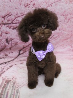 トイプードルのこまくん♪ 桜背景で春色パープルボウタイフォト！
こんにちは！ 有限会社A HAPPY DOG LIFEです。本日も可愛いわんちゃんがトリミングに来てくれました♪

■ こまくん、5ミリボディ＆ベアカットでふんわりおめかし

本日はトイプードルのこまくんがトリミングに来てくれました✨

トリミング後のスタイルは、ボディを5ミリでスッキリとカットし、四肢はストンときれいなラインが出る筒状カットに。日常のお手入れがしやすく、シルエットもスマートに見えるスタイルに整えました。

お顔は、黒くまんまるなおめめと、ちいさな黒いお鼻がよく見えるベアカットスタイルです♪ お耳は毛先をそろえて整え、ふんわりと顔まわりを包むようにカットしました。首元には、薄紫色に白い水玉模様が入ったボウタイ風リボンをコーディネート。こまくんのやわらかなブラウンの被毛に良く映える、上品で春らしいおめかしスタイルになりました。

トリミングのあとは、お父さんのふじくんとも久しぶりのご対面♪ 親子で仲良く過ごす様子に、スタッフもほっこりさせてもらいました。

■ 桜モチーフ背景で春爛漫の記念フォト📸

仕上げのあとは、お楽しみの記念撮影タイム♪

撮影ブースには、枝ぶりまで描かれたピンク色の桜モチーフ背景をセレクトしました。満開の桜の花がふんわりと広がるデザインで、足元には桜の花びらが散ったようなピンクのクロスを合わせ、春らしい世界観いっぱいのセットです。

こまくんは、その桜背景の前でちょこんとおすわりし、カメラをまっすぐ見つめてくれました。ブラウンの被毛に薄紫のボウタイ、桜色の背景の組み合わせで、春のごあいさつにも使いやすい、とっておきの一枚になりました💕

■ わんちゃんに優しいトリミング＆毎月変わる無料フォト

当サロンでは、わんちゃん一頭一頭にしっかり時間をかけ、負担の少ない丁寧な施術を心がけています。トリマーにも無理のない頭数調整を行い、落ち着いた環境のなかでトリミングを行うことで、わんちゃんがリラックスして過ごせるよう配慮しています。

トリミング後には、毎月変わる背景セットで記念撮影を実施中です。季節に合わせた背景に、首飾りやリボン、蝶ネクタイ、帽子、洋服など、わんちゃんの可愛さを引き立てるアイテムを多数ご用意。被り物・洋服は約300着の中から、その子の雰囲気や毛色に合わせてお選びいただけます。

撮影したお写真のデータは無料でお渡ししていますので、ご家族での記念や季節のごあいさつ用のお写真として、ぜひご活用ください。

【有限会社A HAPPY DOG LIFE】
住所：千葉県鎌ケ谷市西道野辺8-18
営業時間：9:00〜17:30
定休日：不定休（事前予約・問い合わせ推奨）
駐車場：あり（事前確認推奨）
支払方法：記載なし
アクセス：東武野田線馬込沢駅西口より慈裕苑行きに乗り、藤台中央公園バス停下車徒歩3分／鎌ヶ谷駅から車で約6分／鎌ヶ谷道野辺郵便局近く
TEL：047-412-9630

#トイプードル #トリミングサロン #鎌ケ谷 #ドッグフォト #犬のいる暮らし