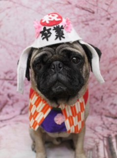 パグの虎太郎くん♪ 桜背景で卒業コスチュームフォト！
こんにちは！ 有限会社A HAPPY DOG LIFEです。本日も可愛いわんちゃんがトリミングに来てくれました♪

■ 虎太郎くん、シャンプーカット＆ハーブ歯磨き＆泥パックですっきりケア

本日はパグの虎太郎くんがご来店してくれました✨

全身はシャンプーカットで、パグらしいボディラインを生かしつつ、日常のお手入れがしやすいようにすっきりと整えました。短毛種ならではの抜け毛もしっかりとシャンプー＆ブローでケアし、さらっとした手触りに仕上げています。

オプションではハーブ歯磨きと泥パックセットもご利用いただきました。トリミングと合わせてお口とお肌のケアをプラスすることで、全身をトータルでさっぱりしてお帰りいただけます。わんちゃんの様子を見ながら優しく施術しますので、気になる方はお気軽にご相談ください。

■ 「卒業」はちまき＆和風よだれかけでお祝いフォト📸

トリミングのあとは、お楽しみの記念撮影タイム♪

1枚目のお写真では、淡いピンク色の桜背景の前で、虎太郎くんがちょこんとおすわり。頭には「卒業」の文字が入った白いはちまきに、赤い丸い飾りとピンクのお花の飾りがちょこんとのったおめでたいスタイルです。首元にはオレンジと白の市松模様と紫色の布を組み合わせた和風よだれかけをコーディネートし、門出を祝うようなフォトになりました。

桜の背景と和のアイテムの組み合わせで、節目のシーズンのごあいさつにもぴったりな、とっておきの一枚です💕

■ 日本一はちまき＆和装コスチュームなど、バリエーション豊富なコスプレ撮影

今回の撮影では、卒業スタイルだけでなく、さまざまなコスチュームでも撮影を行いました。

2枚目のお写真では、「日本一」のたすきが入った水色のかぶりものと、赤い袴風のボトムス、刀風の小物を合わせた和装スタイルに変身。きりりとした表情と桜背景の組み合わせが、元気いっぱいの一枚になりました。

3枚目では、白いフードと金色の縁取りの衿にグリーンの飾りが付いた衣装で、ちょっとゴージャスな雰囲気に。カラフルな飾りのついたフードからのぞく虎太郎くんの表情が、とてもチャーミングです。

4枚目では、黒い「忍」の文字入り帽子と忍者風の衣装で、忍者スタイルに変身。手には小さな手裏剣風の小物を持ち、キリッとした雰囲気ながらもパグらしい愛嬌たっぷりの一枚になりました。

5枚目では、黒いかつら風の帽子にピンクのお花飾り、赤いリボン付きの三つ編みと、黄色とオレンジの格子柄のお洋服を合わせた、明るく賑やかなコーディネートで撮影。桜背景と相まって、見ているだけで思わず笑顔になるようなショットです。

※当サロンでは、オプションメニューをお選びいただいたわんちゃんには、帽子やコスチュームを使った特別フォトもお撮りしています。季節や背景に合わせたアイテムをご用意しておりますので、ぜひ記念にご利用ください。

■ わんちゃんに優しいトリミング＆毎月変わる無料フォト

当サロンでは、わんちゃん一頭一頭にしっかり時間をかけ、負担の少ない丁寧な施術を心がけています。トリマーにも無理のない頭数調整を行い、落ち着いた環境のなかでトリミングを行うことで、わんちゃんがリラックスして過ごせるよう配慮しています。

トリミング後には、毎月変わる背景セットで記念撮影を実施中です。季節に合わせた背景に、首飾りやリボン、蝶ネクタイ、帽子、洋服、コスチュームなど、わんちゃんの可愛さを引き立てるアイテムを多数ご用意。被り物・洋服は約300着の中から、その子の雰囲気や毛色に合わせてお選びいただけます。

撮影したお写真のデータは無料でお渡ししていますので、ご家族での記念や季節のごあいさつ用のお写真として、ぜひご活用ください。

■ 虎太郎くんの料金目安（パグの場合）

シャンプーコース：3,300円（税込）
シャンプーカットコース：4,400円（税込）
トリミングコース：一律 6,200円（税込）
※犬種・体格・毛量・月齢・オプション内容により、所要時間・料金は変わる場合があります ※パグのトリミングコースは、前回のトリミングからの日数にかかわらず同一料金です

========================
🐾トリマーブログはこちらから🐾
https://doging.com/category/trimmer/
========================

有限会社A HAPPY DOG LIFE

#トリミングサロン #鎌ケ谷トリミング #犬のいる暮らし #犬のいる生活 #ペットフォト