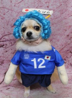 ミックス犬のポーくん♪ 桜背景でサムライブルー応援フォト！
こんにちは！ 有限会社A HAPPY DOG LIFEです。本日も可愛いわんちゃんがトリミングに来てくれました♪

■ ポーくん、ファーメイクシャンプー＆すっきりカットでふわさら仕上げ

本日はミックス犬のポーくんがご来店くださいました✨

まずはファーメイクシャンプー＆トリートメントで、被毛にうるおいとツヤをプラス。毛並みを整えながらやさしく洗い上げ、手触りの良いふわさらな質感に仕上げました。

トリミングはシャンプーカットコースをご利用いただき、全身は日常のお手入れがしやすい長さにすっきりカット。部分カットでお尻と前胸をまるく整え、前から見ても後ろから見てもコロンと可愛いシルエットになるようバランスよく仕上げています。

■ サムライブルーコスチュームで「がんばれ日本！」応援フォト📸

トリミングのあとは、お楽しみのオプション撮影タイム♪

オプションをお選びいただいたわんちゃんには、季節やイベントに合わせた被り物・コスチューム撮影を行っています。

この日は、日本代表戦開催日にあわせてサッカー日本代表風コスチュームでおめかし！ 青いウィッグに、背番号「12」と国旗マークが入った青いユニフォーム、ショートパンツを着こなしたポーくんの姿は、まさにサポーター代表です。

背景には、淡いピンク色の桜モチーフ背景をセレクト。頭上には「がんばれ」と書かれた旗も添えて、春らしさと応援ムードたっぷりの一枚になりました。カメラをまっすぐ見つめるポーくんの表情がとても愛らしく、試合観戦のおともにぴったりの記念フォトです💕

■ わんちゃんに優しいトリミング＆毎月変わる無料フォト

当サロンでは、わんちゃん一頭一頭にしっかり時間をかけ、負担の少ない丁寧な施術を心がけています。トリマーにも無理のない頭数調整を行い、落ち着いた環境のなかでトリミングを行うことで、わんちゃんがリラックスして過ごせるよう配慮しています。

トリミング後には、毎月変わる背景セットで記念撮影を実施中です。季節やイベントに合わせた背景と、首飾り・リボン・蝶ネクタイ・帽子・洋服など、わんちゃんの可愛さを引き立てるアイテムを多数ご用意。被り物・洋服は約300着の中から、その子の雰囲気や毛色に合わせてお選びいただけます。

通常の記念写真の撮影データは無料でお渡ししておりますので、ご家族での記念や季節のごあいさつ用のお写真として、ぜひご活用ください。

========================
🐾トリマーブログはこちらから🐾
https://doging.com/category/trimmer/
========================

有限会社A HAPPY DOG LIFE

#ミックス犬 #トリミングサロン #ベアカット #桜フォト #鎌ケ谷