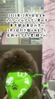 2025年12月4日生まれ、トイプードル子犬ブラウン男の子（緑ゴム）、東京都台東区お住まいの方に3月3日引き取られました。名前は秀元（ヒデモト）君。先住犬2頭の名前を１つずつ取っての命名となりました。

#トイプードルブラウン
#トイプードルブリーダー
#トイプードル子犬

#イニシャルDの一族
#語彙ウェブデザイナー