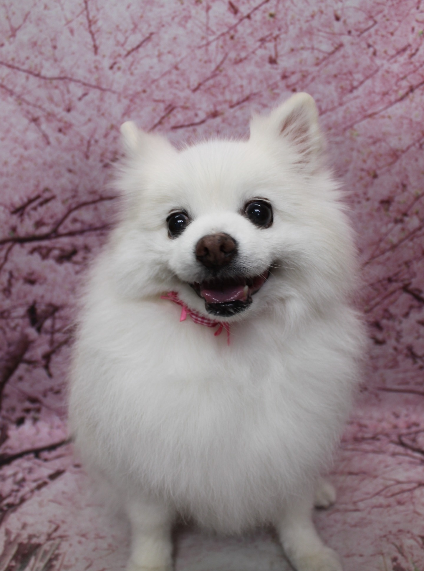 ポメラニアンのサクラちゃん♪ 桜背景で春色チェックチャームフォト！
こんにちは！ 有限会社A HAPPY DOG LIFEです。本日も可愛いわんちゃんがトリミングに来てくれました♪

■ サクラちゃん、シャンプーカットですっきりふわふわスタイル

本日はポメラニアンのサクラちゃんが、シャンプーカットコースでトリミングに来てくれました✨

ふわふわのホワイトの被毛は、全身をバランスよく整えて日常のお手入れがしやすいすっきりスタイルに。ボディはコンパクトにカットしつつ、ポメラニアンらしい丸みのあるシルエットが出るよう仕上げました。

お顔まわりは、黒くまんまるなおめめと、ちいさな黒いお鼻がよく見えるまんまるフェイススタイルです♪ ピンと立ったお耳と、ほどよく残したほほの毛が、サクラちゃんの愛らしい表情を引き立ててくれています。

■ 桜モチーフ背景で春爛漫チェックチャームフォト📸

トリミングのあとは、お楽しみの記念撮影タイム♪

背景には、淡いピンク色をベースに桜の花が一面に咲き誇る桜モチーフ背景をセレクトしました。ふんわり広がる桜の花びらが描かれたセットで、春らしい明るくやさしい雰囲気に包まれています。

サクラちゃんは、ピンク系のチェック柄がポイントの首飾りでおめかしして登場。背景の桜色とリンクした首元のチェック柄がアクセントになり、ちょこんとおすわりしてカメラを見つめる姿は、春のごあいさつにもぴったりの一枚になりました💕 口をあけて舌をちろっと出した表情からも、リラックスした様子が伝わってきます。

■ わんちゃんに優しいトリミング＆毎月変わる無料フォト

当サロンでは、わんちゃん一頭一頭にしっかり時間をかけ、負担の少ない丁寧な施術を心がけています。トリマーにも無理のない頭数調整を行い、落ち着いた環境のなかでトリミングを行うことで、わんちゃんがリラックスして過ごせるよう配慮しています。

トリミング後には、毎月変わる背景セットで記念撮影を実施中です。季節に合わせた背景に、首飾りやリボン、蝶ネクタイ、帽子、洋服など、わんちゃんの可愛さを引き立てるアイテムを多数ご用意。被り物・洋服は約300着の中から、その子の雰囲気や毛色に合わせてお選びいただけます。

撮影したお写真のデータは無料でお渡ししていますので、ご家族での記念や季節のごあいさつ用のお写真として、ぜひご活用ください。

【有限会社A HAPPY DOG LIFE】
住所：千葉県鎌ケ谷市西道野辺8-18
営業時間：9:00～17:30
定休日：不定休（事前予約・お問い合わせ推奨）
駐車場：あり（事前確認推奨）
支払方法：記載なし
鎌ケ谷駅と馬込沢駅の中間地点にある、犬にもトリマーにも優しいトリミングサロンです。

#ポメラニアン #トリミングサロン #桜フォト #犬のいる暮らし #ahappydoglife