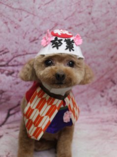 トイプードルのマルちゃん♪ 桜背景で卒業コスチュームフォト！
こんにちは！ 有限会社A HAPPY DOG LIFEです。本日も可愛いわんちゃんがトリミングに来てくれました♪

■ マルちゃん、卒業ハチマキ＆和装コスチュームでおめかし

本日はトイプードルのマルちゃんがトリミングに来てくれました✨

トリミングでは、体は6ミリのバリカンでスッキリと、四肢はなめらかなラインが出るよう筒状に整えました。お顔はふんわり丸いベアカットスタイルで、黒くまんまるなおめめと小さな黒いお鼻がよく見えるようにカット。お耳はふちで丸く整え、ぬいぐるみのような柔らかい表情に仕上がりました。

本日はオプションでハーブ歯磨きと薬用シャンプーもご利用いただきました。すっきり清潔にケアをプラスして、仕上がりもふんわりです。

■ 桜モチーフ背景で「卒業」記念フォト＆和装スタイル📸

トリミングのあとは、お楽しみの記念撮影タイム♪

撮影ブースには、淡いピンク色の桜の花が一面に咲き誇る桜モチーフ背景をセレクトしました。やさしい春の雰囲気に包まれた中で、マルちゃんには3パターンのコスチュームでモデルさんになってもらいました。

まずは、額に「卒業」の文字入りの白い帽子と桜の飾りをつけた卒業スタイル。首元にはオレンジと白の市松模様と紫の布を合わせた袴風コーデで、キリッとした表情がとてもよく似合っていました。

続いて、黒髪風のかぶり物にピンクのリボンと白いお花をあしらった和装スタイルでは、オレンジを基調とした花柄の着物で華やかに。少し首をかしげたポーズがとても愛らしく、晴れの日にぴったりの一枚になりました。

さらに、ちょんまげ風の被り物と、裸にふんどしのお相撲さん風コスチュームでもパチリ。元気いっぱいのお祭りスタイルで、思わず笑顔になるショットが撮れました💕

■ オプションご利用のわんちゃん限定・帽子コーデの記念撮影

当サロンでは、オプションメニューをご利用いただいたわんちゃんを対象に、帽子などを使った特別コーデでの記念撮影を行っています。

季節やイベントに合わせた帽子・かぶり物・衣装を多数ご用意し、その子の雰囲気や毛色に合わせてコーディネート。今回のマルちゃんのように、卒業シーズンや和装スタイルなど、ちょっと特別な一枚をお撮りします。

撮影したお写真のデータは無料でお渡ししていますので、季節のごあいさつや記念アルバムの1ページとして、ぜひご活用ください。

■ マルちゃんの料金目安（トイプードル 5.5kg未満想定）

シャンプーコース：4,980円（税込）
シャンプーカットコース：5,980円（税込）
トリミングコース：45日以内 7,980円（税込）／46～52日 8,420円（税込）／53～59日 8,860円（税込）／60日以上 9,300円（税込）
※犬の体格・毛量・月齢・オプション内容により、所要時間・料金は変わる場合があります ※トリミングコースは前回のトリミングからの日数により料金が変動します。45日以内のご利用がお得です

========================
🐾トリマーブログはこちらから🐾
https://doging.com/category/trimmer/
========================

【有限会社A HAPPY DOG LIFE】
住所：千葉県鎌ケ谷市西道野辺8-18
営業時間：9:00〜17:30
定休日：不定休
駐車場：あり
支払方法：現金／クレジットカード（子犬の販売に限り利用可）
電話：047-412-9630（トリミングのお電話は16:00〜17:30にお願いします）
WEB：https://doging.com/
トリミング予約フォーム：https://doging.com/trimming-form/
LINE予約：https://line.me/ti/p/_EB9wbOr2_#~

#トイプードル #トリミングサロン #鎌ケ谷トリミング #犬のいる暮らし #ペットフォト