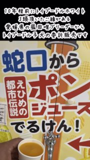 10年程前にトイプードルホワイト
3頭頂いたご縁がある愛媛県のCRわんシェルジュ菰田唯ブリーダーからトイプードルブルーマールの子犬の委託販売のご依頼です。

高松空港から羽田空港に空輸されたトイプードルの兄弟犬2頭を羽田空港で受け取り、法律で定められた48時間以上の経過観察を当犬舎で行い、埼玉県本庄市の方にお渡しをしました。
ご利用ありがとうございました！！

#菰田唯ブリーダー
#子犬の委託販売
#関東の販売協力事業所

#イニシャルDの一族
#語彙ウェブデザイナー