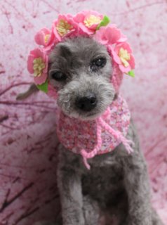 🌸《トイプードルのルフィちゃん》春色テディチャームフォト📸
＼桜背景でふんわり春スタイル／

本日はトイプードルのルフィちゃんがご来店✨
やわらかなグレーの被毛を、全身短めのすっきりスタイルにカットしました。

✂️ トリミングポイント
・日常のお手入れがしやすい全身すっきりカット
・足先までコンパクトで丸みのあるシルエットに
・お顔まわりは表情がよく見えるよう毛量を調整して、ふんわり優しい雰囲気に
・首元にはブラウンのプードルモチーフチャームをコーディネート

📸 記念フォトは桜モチーフ背景で
満開の桜の枝ぶりまで描かれた、ピンクの桜背景セットをセレクト。
グレーの被毛とブラウンのチャーム、桜色の背景の組み合わせで、春のごあいさつにもぴったりの一枚になりました💕

🐶 わんちゃんに優しいトリミング＆無料フォト
当サロンでは、1頭1頭にしっかり時間をかけ、負担の少ない丁寧な施術を心がけています。
トリミング後は、毎月変わる背景セットで記念撮影を実施中。
首飾りやリボン、蝶ネクタイ、帽子、洋服などのアイテムも多数ご用意し、約300着の被り物・洋服の中から、その子の雰囲気や毛色に合わせてお選びしています。
撮影したお写真のデータは無料でお渡ししています。

💰 ルフィちゃんの料金目安（トイプードル 5.5kg未満）
・シャンプーコース：4,980円（税込）
・シャンプーカットコース：5,980円（税込）
・トリミングコース：
　45日以内 7,980円（税込）
　46～52日 8,420円（税込）
　53～59日 8,860円（税込）
　60日以上 9,300円（税込）
※体格・毛量・月齢・オプション内容により所要時間・料金が変わる場合があります
※トリミングコースは前回トリミングからの日数で料金が変動し、45日以内のご利用がお得です

ぜひ、春の記念フォトもかねて、わんちゃんのトリミングにいらしてください🐾

【有限会社A HAPPY DOG LIFE】
住所：千葉県鎌ケ谷市西道野辺8-18
営業時間：9:00〜17:30
定休日：不定休（事前予約・問い合わせ推奨）
駐車場：あり（事前確認推奨）
支払方法：記載なし
アクセス：東武野田線馬込沢駅西口より慈裕苑行きに乗り、藤台中央公園バス停下車徒歩3分／鎌ヶ谷駅から車で約6分／鎌ヶ谷道野辺郵便局近く
TEL：047-412-9630

#トイプードル #トリミングサロン #鎌ケ谷 #ドッグフォト #犬のいる暮らし