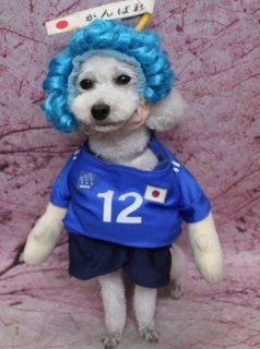 トイプードルのぽうくん♪ 桜背景で日本代表応援サポーターコスチュームフォト！
こんにちは！ 有限会社A HAPPY DOG LIFEです。本日も可愛いわんちゃんがトリミングに来てくれました♪

■ ぽうくん、炭酸泉＋すっきりボディで爽やかスタイルに

本日はトイプードルのぽうくんがトリミングに来てくれました✨ 今回は、皮膚被毛のケアにうれしい炭酸泉もご利用いただきました。

トリミングでは、ボディはバリカン5ミリで短く整え、足元は足バリを入れて、四肢は細めの筒状シルエットにカット。すっきりしつつも、ラインがきれいに見えるようバランスを見ながら仕上げています。

お顔まわりは、黒くまんまるなおめめと、ちいさな黒いお鼻がよく見えるベアカットスタイルです♪ 頭とお耳の毛をふんわりつなげて、丸いシルエットになるようにカットしました。お耳はフチで丸く整え、しっぽは細い筒状に仕上げて、全体的にコンパクトで上品な印象になりました。

■ サッカー日本代表ユニフォームで「がんばれ！」応援フォト📸

トリミング後は、お楽しみの記念撮影タイム♪ 今回はオプションをご利用いただいたので、帽子やコスチュームを使った特別フォトをお撮りしました。

ぽうくんが着ているのは、青いジャージに紺色のショーツを合わせたサッカー日本代表風ユニフォーム。ユニフォームには白い「12」の番号と日の丸が入り、サポーター気分が高まるデザインです。頭には青いウィッグ風の帽子をちょこんとかぶり、横には「がんばれ」と書かれた小さな応援フラッグも一緒にセットしました。

背景には、淡いピンク色の桜が一面に咲き誇る桜モチーフ背景をセレクト。ピッチサイドで春の応援をしているような、にぎやかで楽しい1枚になりました♪ 本日はサッカー日本代表の試合の日ということもあり、ぽうくんと一緒に「頑張れ日本！」の気持ちを込めて撮影させていただきました。

■ 水玉スカーフ＆トイプードルチャームのおめかしバージョンも♪

別ショットでは、頭と首元に紺色の水玉模様のスカーフを巻いた、ほっこりスタイルでも撮影しました。

白い被毛に、白地×紺の水玉スカーフがよく映え、どこかレトロな雰囲気に。首元にはグレーのテディベアモチーフの小さなポシェット風チャームをコーディネートし、耳とお鼻、黒いおめめがちょこんとデザインされた、ぬいぐるみのようなアイテムがワンポイントになっています。

ぽうくんは前足をそろえてちょこんとおすわりし、カメラをまっすぐ見つめてくれました。ふんわり丸いお顔とトイプードルチャーム、桜背景の組み合わせで、季節のごあいさつにもぴったりな、可愛らしいお写真になりました💕

■ わんちゃんに優しいトリミング＆毎月変わる無料フォト

当サロンでは、わんちゃん一頭一頭にしっかり時間をかけ、負担の少ない丁寧な施術を心がけています。トリマーにも無理のない頭数調整を行い、落ち着いた環境のなかでトリミングを行うことで、わんちゃんがリラックスして過ごせるよう配慮しています。

トリミング後には、毎月変わる背景セットで記念撮影を実施中です。季節に合わせた背景に、首飾りやリボン、蝶ネクタイ、帽子、洋服など、わんちゃんの可愛さを引き立てるアイテムを多数ご用意。被り物・洋服は約300着の中から、その子の雰囲気や毛色に合わせてお選びいただけます。

撮影したお写真のデータは無料でお渡ししています。ご家族での記念や、年賀状・季節のごあいさつ用のお写真として、ぜひご活用ください。

■ ぽうくんの料金目安（トイプードル 5.5kg未満想定）

シャンプーコース：4,980円（税込）
シャンプーカットコース：5,980円（税込）
トリミングコース：45日以内 7,980円（税込）／46～52日 8,420円（税込）／53～59日 8,860円（税込）／60日以上 9,300円（税込）
※犬の体格・毛量・月齢・オプション内容により、所要時間・料金は変わる場合があります ※トリミングコースは前回のトリミングからの日数により料金が変動します。45日以内のご利用がお得です

========================
🐾トリマーブログはこちらから🐾
https://doging.com/category/trimmer/
========================

有限会社A HAPPY DOG LIFE

#トイプードル #トリミングサロン #ベアカット #桜フォト #鎌ケ谷