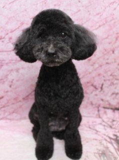 🌸《トイプードルの春色スリーショット》🌸
＼桜背景でふんわりベアカット／

コムタン＆リコ＆ルカ

✂️カットスタイル
・全身はお手入れしやすい短めスタイル
・足先までコロンと丸いシルエット
・お顔は黒いおめめとお鼻がよく見えるまんまるベアフェイス🐻

それぞれの毛色に合わせて、表情が引き立つようにバランスよくカットしています。
黒毛のコムタン、シルバーのリコ、ブラウンのルカ
3頭それぞれの「似合うかわいさ」を大切に仕上げました。

📸桜モチーフ背景で記念撮影
トリミングのあとは、淡いピンクの桜モチーフ背景でスリーショット撮影♪

春のごあいさつにもぴったりな一枚になりました🌸

🐾当サロンのトリミングと無料フォト
・わんちゃん一頭一頭に時間をかけた、負担の少ない丁寧な施術
・トリマーにも無理のない頭数調整で、落ち着いた環境づくり
・トリミング後は毎月変わる背景セットで記念撮影
・首飾り・リボン・蝶ネクタイ・帽子・洋服などアイテム多数
・被り物・洋服は約300着の中から、その子に合わせてセレクト
・撮影データは【無料】でお渡ししています

💰料金目安（トイプードル 5.5kg未満想定）
・シャンプーコース：4,980円（税込）
・シャンプーカットコース：5,980円（税込）
・トリミングコース：
　45日以内 7,980円（税込）
　46～52日 8,420円（税込）
　53～59日 8,860円（税込）
　60日以上 9,300円（税込）
※体格・毛量・月齢・オプションにより所要時間・料金が変わる場合があります
※トリミングコースは前回のトリミングからの日数により料金が変動します（45日以内のご利用がお得です）

季節の背景と一緒に、愛犬の「今だけのかわいさ」を残しませんか？
ご家族での記念フォトや季節のごあいさつ用にもぜひご利用ください🐶

【有限会社A HAPPY DOG LIFE】
住所：千葉県鎌ケ谷市西道野辺8-18
営業時間：9:00〜17:30
定休日：不定休
駐車場：あり
支払方法：現金、クレジットカード（子犬の販売に限りカード利用可）
電話：047-412-9630
FAX：047-412-9631
問い合わせフォーム：https://doging.com/trimming-form/
LINE予約：https://line.me/ti/p/_EB9wbOr2_#~

※トリミングに関するお電話は、作業の安全確保のため16時～17時30分の間にお願いいたします。

#トイプードル #トリミングサロン #ベアカット #桜フォト #鎌ケ谷