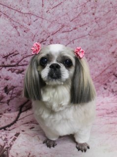 シーズーのナナちゃん♪ 桜背景で春色お花アクセフォト！
こんにちは！ 有限会社A HAPPY DOG LIFEです。本日も可愛いわんちゃんがトリミングに来てくれました♪

■ ナナちゃん、すっきりボディ＆お花アクセでおめかし

本日はシーズーのナナちゃんがトリミングに来てくれました✨

ボディはバリカン13ミリで長さをそろえ、日常のお手入れがしやすいすっきりスタイルに。足元は汚れにくく動きやすいように足バリを入れ、指先まわりを清潔に保ちやすいよう整えました。

お顔は全体的に短くカットし、黒くまんまるな瞳とちいさな黒いお鼻がよく見えるようにカット。お耳は長さをキープしつつ毛先を整えて、ナナちゃんらしいやさしい表情が引き立つスタイルに仕上げました。両耳には、淡いピンク色のお花アクセサリーをコーディネートして、春らしいおめかしスタイルになりました♪

■ 桜モチーフ背景で春爛漫の記念フォト📸

トリミングのあとは、お楽しみの記念撮影タイム♪

撮影ブースには、ピンク色の桜の木が一面に描かれた桜モチーフ背景をセレクトしました。ふんわりと咲き誇る桜に包まれたようなセットで、やさしい春の雰囲気いっぱいです。

ナナちゃんは背景の前でちょこんとおすわりし、カメラをまっすぐ見つめてくれました。白とグレーの毛色にピンクのお花アクセ、桜色の背景の組み合わせで、春のごあいさつにも使いやすい、とっておきの一枚になりました💕

■ わんちゃんに優しいトリミング＆毎月変わる無料フォト

当サロンでは、わんちゃん一頭一頭にしっかり時間をかけ、負担の少ない丁寧な施術を心がけています。トリマーにも無理のない頭数調整を行い、落ち着いた環境のなかでトリミングを行うことで、わんちゃんがリラックスして過ごせるよう配慮しています。

トリミング後には、毎月変わる背景セットで記念撮影を実施中です。季節に合わせた背景に、首飾りやリボン、蝶ネクタイ、帽子、洋服など、わんちゃんの可愛さを引き立てるアイテムを多数ご用意。被り物・洋服は約300着の中から、その子の雰囲気や毛色に合わせてお選びいただけます。

撮影したお写真のデータは無料でお渡ししていますので、ご家族での記念や季節のごあいさつ用のお写真として、ぜひご活用ください。

■ ナナちゃんの料金目安（シーズーの場合）

シャンプーコース：4,480円（税込）
シャンプーカットコース：5,480円（税込）
トリミングコース：45日以内 7,480円（税込）／46～52日 7,920円（税込）／53～59日 8,360円（税込）／60日以上 8,800円（税込）
※犬の体格・毛量・月齢・オプション内容により、所要時間・料金は変わる場合があります ※トリミングコースは前回のトリミングからの日数により料金が変動します。45日以内のご利用がお得です

========================
🐾トリマーブログはこちらから🐾
https://doging.com/category/trimmer/
========================

【有限会社A HAPPY DOG LIFE】
住所：千葉県鎌ケ谷市西道野辺8-18
営業時間：9:00～17:30
定休日：不定休（事前予約・問い合わせ推奨）
駐車場：あり（事前確認推奨）
支払方法：記載なし
犬にもトリマーにも負担の少ない丁寧なトリミングと、子犬販売・ペットホテル・記念写真サービスなどを行っています。

#シーズー #トリミングサロン #鎌ケ谷トリミング #犬のいる暮らし #ペット写真
