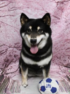 柴犬のエレエレちゃん♪ 桜背景でサッカーボールと春色フォト！
こんにちは！ 有限会社A HAPPY DOG LIFEです。本日も可愛いわんちゃんがトリミングに来てくれました♪

■ エレエレちゃん、シャンプーコースでふんわりすっきり

本日は柴犬のエレエレちゃんがシャンプーコースでご来店くださいました✨

しっかりブラッシングを行い、抜け毛ケアでたくさんの毛がすっきり。シャンプーで全身をやさしく洗い上げ、被毛の汚れとにおいをオフしながら、ふんわりとした手触りに整えました。

黒と茶色の毛色のコントラストがきれいに際立ち、首元の白い毛もふわっとボリュームアップ。仕上がり後は、舌をぺろっと出したニコニコ笑顔を見せてくれました♪

■ 桜モチーフ背景＆サッカーボールで記念フォト📸

トリミングのあとは、お楽しみの記念撮影タイム♪

撮影ブースには、ピンク色の桜が一面に咲き誇る桜モチーフ背景をセレクトしました。床には白いファーのマットを敷き、ところどころに桜の花びらを散りばめて、春らしいやさしい雰囲気に仕上げています。

エレエレちゃんの足元には、「JPN」のロゴ入りのサッカーボールをコーディネート。ボールの横でちょこんとおすわりし、カメラをまっすぐ見つめる姿は、とっても頼もしいサポーターのようです♪

本日、サッカー日本代表の試合があります。画面の向こうから、エレエレちゃんと一緒に応援しています。頑張れ日本！

■ わんちゃんに優しいトリミング＆毎月変わる無料フォト

当サロンでは、わんちゃん一頭一頭にしっかり時間をかけ、負担の少ない丁寧な施術を心がけています。トリマーにも無理のない頭数調整を行い、落ち着いた環境のなかでトリミングを行うことで、わんちゃんがリラックスして過ごせるよう配慮しています。

トリミング後には、毎月変わる背景セットで記念撮影を実施中です。季節に合わせた背景に、首飾りやリボン、蝶ネクタイ、帽子、洋服など、わんちゃんの可愛さを引き立てるアイテムを多数ご用意。被り物・洋服は約300着の中から、その子の雰囲気や毛色に合わせてお選びいただけます。

撮影したお写真のデータは無料でお渡ししていますので、ご家族での記念や季節のごあいさつ用のお写真として、ぜひご活用ください。

■ エレエレちゃんの料金目安（柴犬の場合／シャンプーコース）

シャンプーコース：5,600円（税込）
シャンプーカットコース：6,600円（税込）
トリミングコース（カット込み）：一律 7,400円（税込）
※犬の体格・毛量・月齢・オプション内容により、所要時間・料金は変わる場合があります ※柴犬のトリミングコースは、前回のトリミングからの日数にかかわらず同一料金です

========================
🐾トリマーブログはこちらから🐾
https://doging.com/category/trimmer/
========================

有限会社A HAPPY DOG LIFE

#柴犬 #トリミングサロン #ベアカット #桜フォト #鎌ケ谷