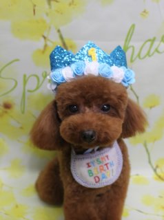 トイプードルのモカちゃん♪ 春色バースデーコスチュームフォト！
こんにちは！ 有限会社A HAPPY DOG LIFEです。本日も可愛いわんちゃんがトリミングに来てくれました♪

■ モカちゃん、オゾンシャワー＆バイオガンスでふわさら仕上げ

本日はトイプードルのモカちゃんがトリミングに来てくれました✨

まずはオゾンシャワーとバイオガンスシャンプー＆トリートメントで、皮膚・被毛をやさしくケアしながらすっきり洗浄。ふんわりとした手触りと、つやのある仕上がりを目指してケアさせていただきました。

カットは、ボディ10ミリで整え、足はすらりと見える1筒状カットに。体のラインを見ながら、日常のお手入れがしやすいすっきりスタイルになるよう仕上げています。お顔は丸く整えたベアカットスタイルで、黒くまんまるなおめめとちいさな黒いお鼻がよく見える、ぬいぐるみのような表情になりました。お耳は長さを整え、顔まわりになじむようふんわりと仕上げています。

■ 1歳おめでとう♪ バースデー王冠＆ビブの特別フォト📸

トリミングのあとは、お楽しみの記念撮影タイム♪

今月お誕生日を迎えたモカちゃんには、バースデーコスチュームで特別なお写真をお撮りしました。青いキラキラのバースデー王冠には、淡いブルーとホワイトのお花、そして「1」の数字がデザインされ、首元にはカラフルな文字で「IT'S MY BIRTHDAY!」と刺しゅうされたビブをコーディネート。1歳の記念にぴったりな、華やかでキュートなおめかしスタイルです。

背景は、黄色い小花が枝いっぱいに描かれたスプリングフラワー背景をセレクトしました。やわらかな黄色とグリーンの差し色が、モカちゃんのブラウンの被毛とバースデーアイテムを引き立ててくれています。カメラをまっすぐ見つめる表情はとても愛らしく、1歳の思い出に残る一枚になりました💕

■ オプション帽子フォト＆春色フラワーコーデも楽しめます

当サロンでは、オプションメニューをお選びいただいたわんちゃんに、帽子を被った特別フォトをお撮りしています。

モカちゃんも、春らしいピンクの編み込みヘッドバンドや、フラワーモチーフの帽子＆首飾りなど、いくつかのスタイルで記念撮影を行いました。ピンクやイエローの小花をあしらったヘッドアクセサリー、花柄のお洋服、フラワーレイ風の首飾りなど、季節感たっぷりのコーディネートで、また違った雰囲気のモカちゃんをお楽しみいただけます。

背景は、春の明るい日差しをイメージしたイエローフラワー背景や「spring」の文字が入ったデザインなどをご用意。淡い黄色とピンクのお花に囲まれたセットで撮影することで、春のごあいさつカードにも使いやすいお写真に仕上がります。

■ わんちゃんに優しいトリミング＆毎月変わる無料フォト

当サロンでは、わんちゃん一頭一頭にしっかり時間をかけ、負担の少ない丁寧な施術を心がけています。トリマーにも無理のない頭数調整を行い、落ち着いた環境のなかでトリミングを行うことで、わんちゃんがリラックスして過ごせるよう配慮しています。

トリミング後には、毎月変わる背景セットで記念撮影を実施中です。季節に合わせた背景に、首飾りやリボン、蝶ネクタイ、帽子、お洋服など、わんちゃんの可愛さを引き立てるアイテムを多数ご用意。被り物・洋服は約300着の中から、その子の雰囲気や毛色に合わせてお選びいただけます。

撮影したお写真のデータは無料でお渡ししていますので、ご家族での記念や季節のごあいさつ用のお写真として、ぜひご活用ください。

■ モカちゃんの料金目安（トイプードル 5.5kg未満想定）

シャンプーコース：4,980円（税込）
シャンプーカットコース：5,980円（税込）
トリミングコース：45日以内 7,980円（税込）／46～52日 8,420円（税込）／53～59日 8,860円（税込）／60日以上 9,300円（税込）
※犬の体格・毛量・月齢・オプション内容により、所要時間・料金は変わる場合があります ※トリミングコースは前回のトリミングからの日数により料金が変動します。45日以内のご利用がお得です

========================
🐾トリマーブログはこちらから🐾
https://doging.com/category/trimmer/
========================

【有限会社A HAPPY DOG LIFE】
住所：千葉県鎌ケ谷市西道野辺8-18
営業時間：9:00〜17:30
定休日：不定休
駐車場：あり
支払方法：現金、クレジットカード（子犬の販売に限りカード利用可）
電話：047-412-9630
問い合わせフォーム：https://doging.com/trimming-form/
予約（LINE）：https://line.me/ti/p/_EB9wbOr2_#~

#トイプードル #トリミングサロン #鎌ケ谷トリミング #犬のいる暮らし #ペットフォト