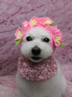 トイプードルのロナちゃん♪ ピンク帽子で春色ベアカットフォト！
こんにちは！ 有限会社A HAPPY DOG LIFEです。本日も可愛いわんちゃんがトリミングに来てくれました♪

■ ロナちゃん、ふんわりベアカット＆カシミヤタッチでさらさらに

本日はトイプードルのロナちゃんがトリミングに来てくれました✨

本日はファーメイクカシミヤタッチシャンプー＆トリートメントをご利用いただき、ふわふわの被毛をさらにやわらかく、なめらかな手触りに仕上げました。

ボディは8ミリでそろえ、日常のお手入れがしやすいすっきりスタイルに。四肢は筒状にすっきりカットして、立ち姿がきれいに見えるシルエットに整えています。お顔は、黒くまんまるなおめめと、ちいさな黒いお鼻がよく見えるすっきりベアカットスタイル。全体のバランスを見ながら、ぬいぐるみのような表情になるよう仕上げました♪

■ ピンクの帽子＆お花ビブで春色おめかしフォト📸

トリミングのあとは、お楽しみの記念撮影タイム♪

ロナちゃんには、ピンク色のお花モチーフの帽子と、おそろいカラーの花柄スタイをコーディネート。やわらかなピンクとホワイトの組み合わせが、ロナちゃんの白い被毛によく映える春らしいおめかしスタイルになりました。

背景には、淡いピンクトーンの布背景をセレクト。ぼかしたピンクのグラデーションが、ロナちゃんのまんまるフェイスとお花の飾りをやさしく引き立ててくれます。口を少し開けたごきげんな表情でカメラを見つめてくれて、とっておきの一枚になりました💕

※オプション（ファーメイクカシミヤタッチシャンプー＆トリートメントなど）をご利用いただいたわんちゃんには、帽子を被った特別フォトをお撮りしています

■ わんちゃんに優しいトリミング＆毎月変わる無料フォト

当サロンでは、わんちゃん一頭一頭にしっかり時間をかけ、負担の少ない丁寧な施術を心がけています。トリマーにも無理のない頭数調整を行い、落ち着いた環境のなかでトリミングを行うことで、わんちゃんがリラックスして過ごせるよう配慮しています。

トリミング後には、毎月変わる背景セットで記念撮影を実施中です。季節に合わせた背景に、首飾りやリボン、蝶ネクタイ、帽子、洋服など、わんちゃんの可愛さを引き立てるアイテムを多数ご用意。被り物・洋服は約300着の中から、その子の雰囲気や毛色に合わせてお選びいただけます。

撮影したお写真のデータは無料でお渡ししていますので、ご家族での記念や季節のごあいさつ用のお写真として、ぜひご活用ください。

■ ロナちゃんの料金目安（トイプードル 5.5kg未満想定）

シャンプーコース：4,980円（税込）
シャンプーカットコース：5,980円（税込）
トリミングコース：45日以内 7,980円（税込）／46～52日 8,420円（税込）／53～59日 8,860円（税込）／60日以上 9,300円（税込）
※犬の体格・毛量・月齢・オプション内容により、所要時間・料金は変わる場合があります ※トリミングコースは前回のトリミングからの日数により料金が変動します。45日以内のご利用がお得です

========================
🐾トリマーブログはこちらから🐾
https://doging.com/category/trimmer/
========================

【有限会社A HAPPY DOG LIFE】
住所：千葉県鎌ケ谷市西道野辺8-18
営業時間：9:00～17:30
定休日：不定休（事前予約・問い合わせ推奨）
駐車場：あり（事前確認推奨）
支払方法：記載なし
アクセス：東武野田線馬込沢駅西口より慈裕苑行きバス「藤台中央公園」下車徒歩3分／鎌ヶ谷駅から車で約6分（鎌ヶ谷道野辺郵便局近く）
特徴：1人1日2頭＋αの丁寧なトリミング／トリミング後の記念写真サービス（背景は年13回変更・約300着の被り物＆洋服・データ無料）

#トイプードル #トリミングサロン #鎌ケ谷トリミング #犬のいる暮らし #ペットフォト