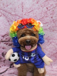 トイプードルのリノちゃん♪ 桜背景で日本代表ユニフォーム＆おさるさんコスチュームフォト！
こんにちは！ 有限会社A HAPPY DOG LIFEです。本日も可愛いわんちゃんがトリミングに来てくれました♪

■ リノちゃん、オゾンシャワー＆カシミヤタッチシャンプーでふんわり仕上げ

本日はトイプードルのリノちゃんがトリミングに来てくれました✨

オプションでオゾンシャワーとカシミヤタッチシャンプーをご利用いただき、やわらかく手触りの良い仕上がりに。トリミングでは、体は8ミリ、四肢はすらっと見える筒状スタイルで整えました。

お顔は、黒くまんまるなおめめと、ちいさな黒いお鼻がよく見えるベアカットスタイルです♪ お耳は短く丸くカットし、ぬいぐるみのような可愛らしい表情に仕上げています。

■ サッカー日本代表ユニフォームで応援フォト📸

トリミングのあとは、お楽しみの記念撮影タイム♪

1枚目は、リノちゃんがサッカー日本代表風ユニフォームにお着替えして撮影しました。青いユニフォームの胸元には白いエンブレムと「10」の背番号、足元には小さなサッカーボールをそっと添えて、まるでちいさなエースストライカーのような一枚に。

頭には、虹色のカラフルなアフロ風カツラと青縁のサングラスが一体になったアイテムをオン。ピンク色の舌をちょこんと出した表情と合わせて、元気いっぱいの応援フォトになりました。

※本日、日本代表の試合がありますので、愛犬と一緒に観戦される方にもぴったりの記念写真です♪

■ おさるさん＆くまさん＆ベビースタイル…コスチュームで雰囲気いろいろ

2枚目は、リノちゃんがおさるさんに変身したアニマルコスチュームフォト。フード付きのブラウンコスチュームには白いお顔とお耳がついており、胸元のふわふわパッチと、腕に抱えた黄色いバナナがチャームポイントです。

3枚目では、ピンクのお花と黄色いリボンがついた茶色のくまさん帽子に、赤地に金色の模様が入った華やかなスカーフをコーディネート。桜背景との相性も良く、春のお祝い事にも使いやすい装いになりました。

4枚目は、白い帽子と青いよだれかけで、ベビースタイルにお着替え。帽子とおそろいの青いリボン、レース縁取りのスタイが、リノちゃんのまんまるフェイスをいっそう引き立ててくれました。

※当サロンでは、オプションをお選びいただいたわんちゃんには、帽子を被った特別フォトもお撮りしています

■ わんちゃんに優しいトリミング＆毎月変わる無料フォト

当サロンでは、わんちゃん一頭一頭にしっかり時間をかけ、負担の少ない丁寧な施術を心がけています。トリマーにも無理のない頭数調整を行い、落ち着いた環境のなかでトリミングを行うことで、わんちゃんがリラックスして過ごせるよう配慮しています。

トリミング後には、毎月変わる背景セットで記念撮影を実施中です。季節に合わせた桜などの背景に、首飾りやリボン、蝶ネクタイ、帽子、洋服など、わんちゃんの可愛さを引き立てるアイテムを多数ご用意。被り物・洋服は約300着の中から、その子の雰囲気や毛色に合わせてコーディネートいたします。

撮影したお写真のデータは無料でお渡ししていますので、ご家族での記念や季節のごあいさつ用のお写真として、ぜひご活用ください。

■ リノちゃんの料金目安（トイプードル 5.5kg未満想定）

シャンプーコース：4,980円（税込）
シャンプーカットコース：5,980円（税込）
トリミングコース：45日以内 7,980円（税込）／46～52日 8,420円（税込）／53～59日 8,860円（税込）／60日以上 9,300円（税込）
※犬の体格・毛量・月齢・オプション内容により、所要時間・料金は変わる場合があります ※トリミングコースは前回のトリミングからの日数により料金が変動します。45日以内のご利用がお得です

========================
🐾トリマーブログはこちらから🐾
https://doging.com/category/trimmer/
========================

【有限会社A HAPPY DOG LIFE】
住所：千葉県鎌ケ谷市西道野辺8-18
営業時間：9:00～17:30
定休日：不定休
駐車場：あり
支払方法：現金、クレジットカード（VISA／Master／JCB／American Express／Diners Club）※子犬の販売に限りカード利用可
電話：047-412-9630（トリミングのお電話は16:00～17:30にお願いいたします）
FAX：047-412-9631
WEB：https://doging.com/
トリミングお問い合わせフォーム：https://doging.com/trimming-form/
LINE予約：https://line.me/ti/p/_EB9wbOr2_#~
Instagram：https://www.instagram.com/ahappydoglife1/

#トイプードル #トリミングサロン #くまさんコスチューム #桜フォト #千葉トリミング