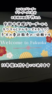 みんなのブリーダー、ブリーダーナビ合計お客様評価67件以上
DOG HOUSE エビーの安部千津瑠ブリーダーからチワマル(マルチーズ×チワワ)子犬の委託販売のご依頼です。10年程お付き合いがあります

福岡空港から空輸された子犬を羽田空港で受け取り、法律で定められた
48時間以上の経過観察を当犬舎で行って、東京都中央区の方にチワマルの子犬をお渡しをしました。
関東の販売協力事業所としての委託販売のご利用ありがとうございました！

#安部千津留ブリーダー
#子犬の委託販売
#関東の販売協力事業所

#イニシャルDの一族
#語彙ウェブデザイナー