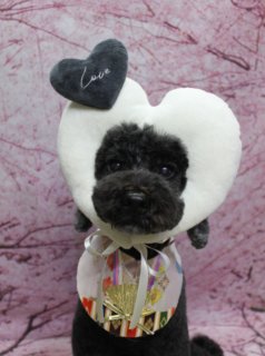 トイプードルのマシューくん♪ 桜背景で春色かぶりもの＆和装コスチュームフォト！
こんにちは！ 有限会社A HAPPY DOG LIFEです。本日も可愛いわんちゃんがトリミングに来てくれました♪

■ マシューくん、ハーブ歯磨き＆薬用シャンプーですっきりケア

本日はトイプードルのマシューくんがトリミングに来てくれました✨

トリミング前には、口腔ケアに人気のハーブ歯磨きと、お肌の状態に配慮した薬用シャンプーを使用しました。やさしく丁寧に洗い上げることで、皮膚をいたわりながら、被毛はふんわり・口まわりはすっきり清潔にケアしています。

ボディはバリカン5ミリで短く整え、四肢は毛流れを残しながら筒状シルエットにカット。お顔は全体をすっきりめのスタイルにまとめ、黒くまんまるなおめめと小さな黒いお鼻がよく見えるように仕上げました。しっぽは根本を短く刈る尾バリスタイルで、先端にふんわりとしたポンポンを残し、動くたびに揺れる可愛らしいアクセントになっています。

お耳は表面10ミリで長さを整え、耳のフチに沿ってきれいなラインが出るようカットしました。全身のバランスが取りやすく、おうちでのお手入れもしやすいスタイルです。

■ 桜モチーフ背景で、春色かぶりもの＆和装コスチュームフォト📸

トリミングのあとは、お楽しみの記念撮影タイム♪

撮影ブースには、淡いピンク色をベースに、枝いっぱいに桜の花が咲き誇る桜モチーフ背景をセレクトしました。春らしいやさしい色合いのなかで、マシューくんの黒い被毛がきれいに映えるセットです。

まずは、白いハート型のクッションを頭にちょこんと乗せたかぶりものスタイルから。クッションの上にはグレーのハートと「Love」の文字が入っていて、ピンクの背景とあわせてとてもラブリーな雰囲気に。首元には、和柄のよだれかけ風スタイを合わせ、金色の扇子モチーフとリボンが華やかさをプラスしてくれました。

続いては、元気いっぱいの和装コスチュームにチェンジ！ 明るいブルーの被り物に、胸元には「日本一」の文字入りはちまき風デザイン、赤い袴風スカートを合わせた、まるでお祭りの主役のようなスタイルです。さらに、黄色や赤のストライプ柄ベストと和風柄のヘッドアクセサリーのバージョンでは、キリッとしつつもどこかユーモラスな表情でカメラを見つめてくれました。

最後は、茶色の首輪に小さなマスコットチャームを付けた、シンプルなおめかしスタイルでもパチリ。桜背景と白い床にちょこんとおすわりし、首を少し傾げたポーズがとても愛らしい一枚になりました💕

■ オプションご利用のわんちゃんには帽子ショットをプレゼント

当サロンでは、オプションメニューをお選びいただいたわんちゃんには、帽子やかぶりものを使った特別ショットをお撮りしています。マシューくんも、ハーブ歯磨き＆薬用シャンプーとあわせて、帽子付きフォトを楽しく撮影しました。

背景は毎月変わるシーズンセットをご用意しており、桜・新緑・夏祭り・ハロウィン・クリスマスなど、季節に合わせた世界観で撮影をお楽しみいただけます。首飾りやリボン、蝶ネクタイ、帽子、洋服などのアイテムも豊富に取り揃え、被り物・お洋服は約300着ご用意しています。

撮影したお写真のデータは無料でお渡ししていますので、ご家族の記念や季節のごあいさつ用のお写真として、ぜひご活用ください。

【有限会社A HAPPY DOG LIFE】
住所：千葉県鎌ケ谷市西道野辺8-18
営業時間：9:00～17:30
定休日：不定休（事前予約・問い合わせ推奨）
駐車場：あり（事前確認推奨）
支払方法：記載なし
犬にもトリマーにも負担の少ない丁寧なトリミングと、子犬販売・ペットホテル・記念写真サービスなどを行っています。

#トイプードル #トリミングサロン #鎌ケ谷トリミング #犬のいる暮らし #ペット写真