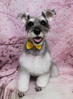 ミニチュアシュナウザーのモネちゃん♪ 桜背景で春色イエローリボンフォト！
こんにちは！ 有限会社A HAPPY DOG LIFEです。本日も可愛いわんちゃんがトリミングに来てくれました♪

■ モネちゃん、すっきりシュナカット＆イエローリボンでおめかし

本日はミニチュアシュナウザーのモネちゃんがトリミングに来てくれました✨

ボディは3ミリカットで全身をすっきりと短く整え、日常のお手入れがしやすいスタイルに。足先はバリカンでスッキリ仕上げる足バリを入れているので、汚れが付きにくく、お散歩後のお手入れもラクになります。

お顔まわりは、きりっとした眉とふんわりしたおひげを残したシュナウザーカット。耳は短めにカットして、小さく愛らしいシルエットに仕上げました。首元には、春らしい明るい黄色のリボンをコーディネートし、シルバーとホワイトの被毛に映える元気なおめかしスタイルになりました♪

■ 桜モチーフ背景で春爛漫の記念フォト📸

トリミングのあとは、お楽しみの記念撮影タイム♪

撮影ブースには、ピンク色をベースに桜の花が一面に描かれた桜モチーフ背景をセレクトしました。やさしい桜色に包まれた、春らしい雰囲気のセットです。

モネちゃんは背景の前でちょこんとおすわりし、カメラをまっすぐ見つめてくれました。ソルト＆ペッパーの被毛とイエローリボン、ピンクの桜背景のコントラストで、春のごあいさつにも使いやすい、とっておきの一枚になりました💕

■ わんちゃんに優しいトリミング＆毎月変わる無料フォト

当サロンでは、わんちゃん一頭一頭にしっかり時間をかけ、負担の少ない丁寧な施術を心がけています。トリマーにも無理のない頭数調整を行い、落ち着いた環境のなかでトリミングを行うことで、わんちゃんがリラックスして過ごせるよう配慮しています。

トリミング後には、毎月変わる背景セットで記念撮影を実施中です。季節に合わせた背景に、首飾りやリボン、蝶ネクタイ、帽子、洋服など、わんちゃんの可愛さを引き立てるアイテムを多数ご用意。被り物・洋服は約300着の中から、その子の雰囲気や毛色に合わせてお選びいただけます。

撮影したお写真のデータは無料でお渡ししていますので、ご家族での記念や季節のごあいさつ用のお写真として、ぜひご活用ください。

■ モネちゃんの料金目安（Mシュナウザー想定）

シャンプーコース：4,980円（税込）
シャンプーカットコース：5,980円（税込）
トリミングコース：45日以内 7,980円（税込）／46～52日 8,420円（税込）／53～59日 8,860円（税込）／60日以上 9,300円（税込）
※犬の体格・毛量・月齢・オプション内容により、所要時間・料金は変わる場合があります ※トリミングコースは前回のトリミングからの日数により料金が変動します。45日以内のご利用がお得です

========================
🐾トリマーブログはこちらから🐾
https://doging.com/category/trimmer/
========================

【有限会社A HAPPY DOG LIFE】
住所：千葉県鎌ケ谷市西道野辺8-18
営業時間：9:00〜17:30
定休日：不定休
駐車場：あり
支払方法：現金、クレジットカード（子犬の販売に限りカード利用可）
電話：047-412-9630（トリミングのお電話は16:00～17:30にお願いいたします）
FAX：047-412-9631
WEBサイト：https://doging.com/
トリミングお問い合わせフォーム：https://doging.com/trimming-form/
LINE予約：https://line.me/ti/p/_EB9wbOr2_#~

#ミニチュアシュナウザー #トリミングサロン #桜フォト #鎌ケ谷トリミング #AHAPPYDOGLIFE