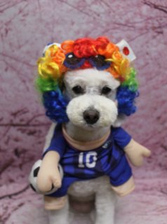 トイプードルのあんずちゃん♪ 桜背景で春色お花飾り＆日本代表応援フォト！
こんにちは！ 有限会社A HAPPY DOG LIFEです。本日も可愛いわんちゃんがトリミングに来てくれました♪

■ あんずちゃん、マスタッシュスタイル＆春色お花飾りでおめかし

本日はトイプードルのあんずちゃんがトリミングに来てくれました✨

トリミング後は、体はバリカン8ミリで短めに、四肢は細めの筒状シルエットに整えました。足元までスラッと見えるようバランスを見ながらカットし、日常のお手入れがしやすいスタイルに仕上げています。

お顔は口元の毛を残して整えるマスタッシュスタイル。黒くまんまるなおめめとちいさな黒いお鼻がよく見えるよう、目元はすっきりとカットしました。お耳はフチに沿って丸くカットし、ふんわりとした輪郭に。頭にはピンクのフェルトのお花飾り、首元にはピンク×ホワイトのバンダナをコーディネートし、春らしいおめかしスタイルになりました。

■ 桜モチーフ背景で春爛漫の記念フォト📸

トリミングのあとは、お楽しみの記念撮影タイム♪

撮影ブースには、桜の枝が描かれたピンク色の桜モチーフ背景をセレクトしました。淡いピンクの花びらが一面に広がる、春らしくやさしい雰囲気のセットです。

あんずちゃんは背景の前でちょこんとおすわりし、カメラをまっすぐ見つめてくれました。真っ白な被毛にピンクのお花飾りとバンダナ、桜色の背景がよく映えて、春のごあいさつにも使いやすい、とっておきの一枚になりました💕

■ オプションご利用で「帽子フォト」＆サッカー日本代表応援ショットも♪

今回はハーブ歯磨きとファーメイク カシミヤタッチシャンプー＆トリートメントもご利用いただきました。ふんわりなめらかな手触りと、口元ケアですっきりさわやかな仕上がりです。

オプションメニューをお選びいただいたわんちゃんには、帽子をかぶった記念写真もお撮りしています。

あんずちゃんは赤いガウンと卒業帽のフォトに加えて、サッカーユニフォーム＆カラフルなかつら姿で、日本代表を応援するスペシャルショットも撮影しました！ 本日はサッカー日本代表の試合もあり、応援ムードたっぷりの一枚になりました⚽

■ わんちゃんに優しいトリミング＆毎月変わる無料フォト

当サロンでは、わんちゃん一頭一頭にしっかり時間をかけ、負担の少ない丁寧な施術を心がけています。トリマーにも無理のない頭数調整を行い、落ち着いた環境のなかでトリミングを行うことで、わんちゃんがリラックスして過ごせるよう配慮しています。

トリミング後には、毎月変わる背景セットで記念撮影を実施中です。季節に合わせた背景に、首飾りやリボン、蝶ネクタイ、帽子、洋服など、わんちゃんの可愛さを引き立てるアイテムを多数ご用意。被り物・洋服は約300着の中から、その子の雰囲気や毛色に合わせてお選びいただけます。

撮影したお写真のデータは無料でお渡ししていますので、ご家族での記念や季節のごあいさつ用のお写真として、ぜひご活用ください。

#トイプードル #トリミングサロン #ベアカット #桜フォト #鎌ケ谷