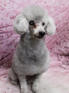 トイプードルのレイリー♪ 桜背景で春色ひつじカットフォト！
こんにちは！ 有限会社A HAPPY DOG LIFEです♪

■ レイリー、10ミリボディのふんわりひつじカット

本日はトイプードルのレイリー✨

被毛は全身10ミリ仕上げのひつじカットで、ころんとした丸みのあるシルエットに。お腹の下や内側は5ミリのバリカンをかけて、すっきり清潔に過ごせるように整えています。

お顔まわりは、表情がよく見えるように毛量を調節し、まんまるシルエットにカット。シルバーの優しい毛色と、ふんわり残したお耳のラインが、穏やかな雰囲気を引き立ててくれています。

■ やさしい桜ピンク背景で春の記念フォト📸

トリミングのあとは、お楽しみの記念撮影タイム♪
レイリーは前足をそろえてちょこんとおすわりし、落ち着いた表情でポーズ。まんまるフェイスとひつじカットのボディ、桜色の背景の組み合わせで、春のごあいさつにも使いやすい、とっておきのフォトになりました💕

■ わんちゃんに優しいトリミング＆毎月変わる無料フォト

当サロンでは、わんちゃん一頭一頭にしっかり時間をかけ、負担の少ない丁寧な施術を心がけています。トリマーにも無理のない頭数調整を行い、落ち着いた環境のなかでトリミングを行うことで、わんちゃんがリラックスして過ごせるよう配慮しています。

トリミング後には、毎月変わる背景セットで記念撮影を実施中です。季節に合わせた背景に、首飾りやリボン、蝶ネクタイ、帽子、洋服など、わんちゃんの可愛さを引き立てるアイテムを多数ご用意。被り物・洋服は約300着の中から、その子の雰囲気や毛色に合わせてお選びいただけます。

撮影したお写真のデータは無料でお渡ししていますので、ご家族での記念や季節のごあいさつ用のお写真として、ぜひご活用ください。

■ レイリーくんの料金目安（トイプードル 5.5kg未満想定）

シャンプーコース：4,980円（税込）
シャンプーカットコース：5,980円（税込）
トリミングコース：45日以内 7,980円（税込）／46～52日 8,420円（税込）／53～59日 8,860円（税込）／60日以上 9,300円（税込）
※犬の体格・毛量・月齢・オプション内容により、所要時間・料金は変わる場合があります ※トリミングコースは前回のトリミングからの日数により料金が変動します。45日以内のご利用がお得です

========================
🐾トリマーブログはこちらから🐾
https://doging.com/category/trimmer/
========================

【有限会社A HAPPY DOG LIFE】
住所：千葉県鎌ケ谷市西道野辺8-18
営業時間：9:00〜17:30
定休日：不定休
駐車場：あり
支払方法：現金／クレジットカード（子犬の販売に限り利用可）
電話：047-412-9630（トリミングのお電話は16:00〜17:30にお願いします）
WEB：https://doging.com/
トリミング予約フォーム：https://doging.com/trimming-form/
LINE予約：https://line.me/ti/p/_EB9wbOr2_#~

#トイプードル #トリミングサロン #鎌ケ谷トリミング #犬のいる暮らし #ペットフォト