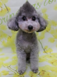 トイプードルのリカ＆ウィン♪ 春色フラワー背景でモヒカンベアカットツーショットフォト！
こんにちは！ 有限会社A HAPPY DOG LIFEです。

■ リカ＆ウィン、すっきりボディ＆モヒカンベアカットでおめかし

リカはシャンプーカットコースで全身の毛を整えながら、日常のお手入れがしやすいようにすっきりと仕上げています。体のバランスを見ながらカットすることで、足先までコロンと丸みのあるシルエットになるよう整えました。

ウィンは、ボディは5ミリカットでコンパクトに、四肢はふんわりとした筒状シルエットにお仕上げしています。全身のシルエットにメリハリをつけることで、スタイリッシュでありながら可愛らしい印象になるよう心がけました。

お顔まわりは、2頭とも黒くまんまるなおめめと、ちいさな黒いお鼻がよく見えるベアカットスタイルに。特にウィンは、頭頂部の毛を立ち上げたモヒカンスタイルで仕上げ、王冠のようにちょこんと尖ったシルエットがチャームポイントになっています。首を少しかしげたポーズでカメラを見つめる姿が、とても愛らしい表情です♪

■ 「spring」フラワーモチーフ背景で春爛漫ツーショットフォト📸

トリミングのあとは、お楽しみの記念撮影タイム♪

撮影ブースには、白地に明るい黄色の小花が枝いっぱいに描かれたフラワーモチーフ背景をセレクトしました。ところどころにグリーンの葉が散りばめられ、「spring」の文字が入った、春らしいナチュラルであたたかな雰囲気のセットです。

リカ＆ウィンは、背景の前でちょこんとおすわり＆立ちポーズでカメラを見つめてくれました。シルバーのふんわりした被毛と黄色いお花の背景のコントラストで、春のごあいさつにも使いやすい、とっておきのツーショットになりました💕

■ わんちゃんに優しいトリミング＆毎月変わる無料フォト

当サロンでは、わんちゃん一頭一頭にしっかり時間をかけ、負担の少ない丁寧な施術を心がけています。トリマーにも無理のない頭数調整を行い、落ち着いた環境のなかでトリミングを行うことで、わんちゃんがリラックスして過ごせるよう配慮しています。

トリミング後には、毎月変わる背景セットで記念撮影を実施中です。季節に合わせた背景に、首飾りやリボン、蝶ネクタイ、帽子、洋服など、わんちゃんの可愛さを引き立てるアイテムを多数ご用意。被り物・洋服は約300着の中から、その子の雰囲気や毛色に合わせてお選びいただけます。

撮影したお写真のデータは無料でお渡ししていますので、ご家族での記念や季節のごあいさつ用のお写真として、ぜひご活用ください。

■ リカ＆ウィンの料金目安（トイプードル 5.5kg未満想定）

シャンプーコース：4,980円（税込）
シャンプーカットコース：5,980円（税込）
トリミングコース：45日以内 7,980円（税込）／46～52日 8,420円（税込）／53～59日 8,860円（税込）／60日以上 9,300円（税込）
※犬の体格・毛量・月齢・オプション内容により、所要時間・料金は変わる場合があります ※トリミングコースは前回のトリミングからの日数により料金が変動します。45日以内のご利用がお得です

========================
🐾トリマーブログはこちらから🐾
https://doging.com/category/trimmer/
========================

【有限会社A HAPPY DOG LIFE】
住所：千葉県鎌ケ谷市西道野辺8-18
営業時間：9:00〜17:30
定休日：不定休
駐車場：あり
支払方法：現金、クレジットカード（子犬の販売に限りカード利用可）
電話：047-412-9630
問い合わせフォーム：https://doging.com/trimming-form/
予約（LINE）：https://line.me/ti/p/_EB9wbOr2_#~

#トイプードル #トリミングサロン #鎌ケ谷トリミング #犬のいる暮らし #ペットフォト