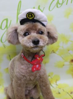 トイプードルのミートくん♪ 春色フラワー背景でセーラー帽コスチュームフォト！
こんにちは！ 有限会社A HAPPY DOG LIFEです。本日も可愛いわんちゃんがトリミングに来てくれました♪

■ ミートくん、3ミリボディ＆すっきりフェイスでおめかし

本日はトイプードルのミートくんがトリミングに来てくれました✨

全身は3ミリカットで、日常のお手入れがしやすいすっきりスタイルに。四肢はボディに合わせて筒状に整え、足先までコンパクトで丸みのあるシルエットになるよう仕上げました。

お顔まわりは、目や口元がよく見えるようにすっきりカット。お耳はフチに沿って丸く整え、優しい表情を引き立てています。尾は全体のバランスを見ながら棒状にカットし、短めすっきりスタイルにまとめました。

■ セーラー帽コスチューム＆春色フラワー背景で記念フォト📸

トリミングのあとは、お楽しみの記念撮影タイム♪

撮影ブースには、淡いグリーンをベースに、黄色い小花がふんわり描かれた春色フラワーモチーフ背景をセレクトしました。やさしくナチュラルな色合いが、ミートくんのブラウンの被毛を引き立ててくれます。

ミートくんは、白いセーラー帽をちょこんとかぶっておめかし。黒い帯と金色のワッペン風バッジがワンポイントになったマリンテイストのデザインです。首元には、赤い紐に赤いモチーフチャームと白い水玉模様の小さなリボンをコーディネートし、春のお出かけにもぴったりのキュートなコスチュームスタイルになりました。

少し首を傾げたようなポーズでカメラを見つめる表情がとても愛らしく、春のごあいさつにも使いやすい、とっておきの一枚になりました💕

■ ハーブ歯磨きでお口のケアもプラス

ミートくんは本日、オプションでハーブ歯磨きもご利用いただきました。

トリミングと一緒にお口のケアを取り入れていただくことで、日頃の歯磨きのサポートにもつながります。わんちゃんの様子を見ながら、負担の少ない優しいケアを心がけていますので、気になる方はお気軽にご相談ください。

■ オプション利用のわんちゃん限定！ 帽子を被った特別フォト

当サロンでは、オプションメニューをお選びいただいたわんちゃんには、帽子を被った特別フォトをお撮りしています。

季節や背景に合わせた帽子を多数ご用意しており、その子の雰囲気や毛色に合わせてコーディネートいたします。いつもの首飾りフォトとはひと味違う、特別な一枚を記念に残してみませんか。

■ わんちゃんに優しいトリミング＆毎月変わる無料フォト

当サロンでは、わんちゃん一頭一頭にしっかり時間をかけ、負担の少ない丁寧な施術を心がけています。トリマーにも無理のない頭数調整を行い、落ち着いた環境のなかでトリミングを行うことで、わんちゃんがリラックスして過ごせるよう配慮しています。

トリミング後には、毎月変わる背景セットで記念撮影を実施中です。季節に合わせた背景に、首飾りやリボン、蝶ネクタイ、帽子、洋服など、わんちゃんの可愛さを引き立てるアイテムを多数ご用意。被り物・洋服は約300着の中から、その子の雰囲気や毛色に合わせてお選びいただけます。

撮影したお写真のデータは無料でお渡ししていますので、ご家族での記念や季節のごあいさつ用のお写真として、ぜひご活用ください。

■ ミートくんの料金目安（トイプードル 5.5kg未満想定）

シャンプーコース：4,980円（税込）
シャンプーカットコース：5,980円（税込）
トリミングコース：45日以内 7,980円（税込）／46～52日 8,420円（税込）／53～59日 8,860円（税込）／60日以上 9,300円（税込）
※犬の体格・毛量・月齢・オプション内容により、所要時間・料金は変わる場合があります ※トリミングコースは前回のトリミングからの日数により料金が変動します。45日以内のご利用がお得です

========================
🐾トリマーブログはこちらから🐾
https://doging.com/category/trimmer/
========================

【有限会社A HAPPY DOG LIFE】
住所：千葉県鎌ケ谷市西道野辺8-18
営業時間：9:00〜17:30
定休日：不定休
駐車場：あり
支払方法：現金、クレジットカード（子犬の販売に限りカード利用可）
電話：047-412-9630
※日中のトリミング中は作業の中断になるため、お電話は16:00〜17:30にお願いいたします。

#トイプードル #トリミングサロン #鎌ケ谷 #犬のいる暮らし #ペットフォト
